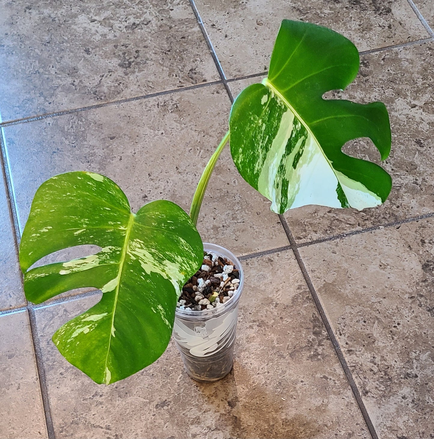 Monstera Albo 103