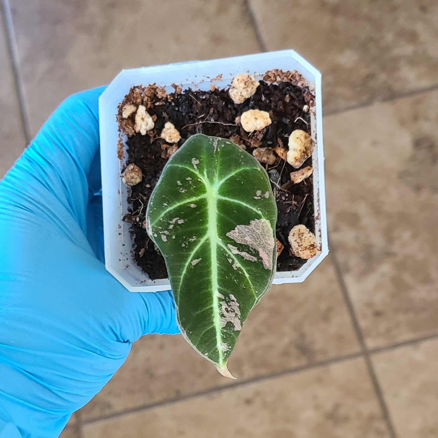 Alocasia Pink Black Velvet