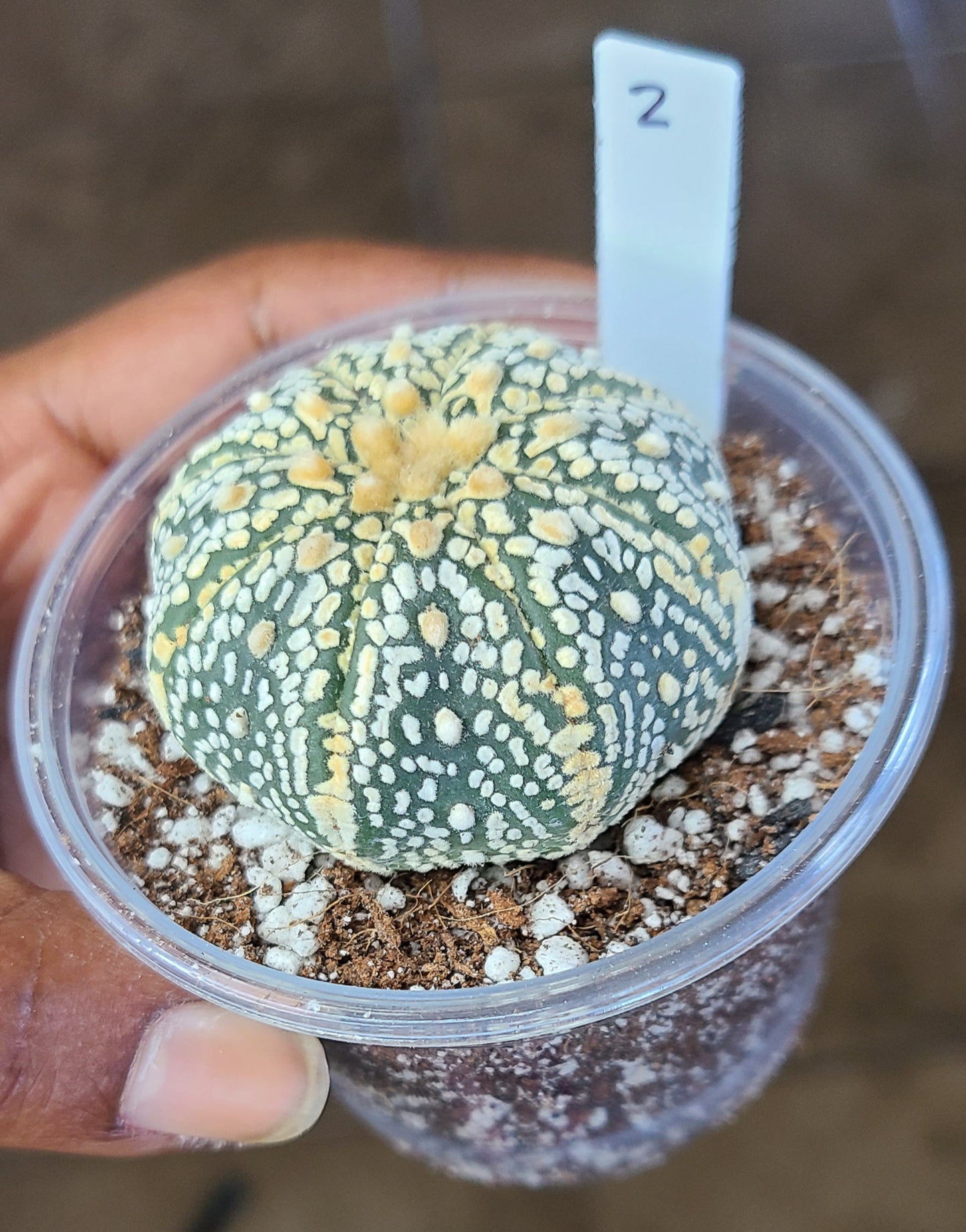2 - Astrophytum Asterias Super Kabuto V-Type