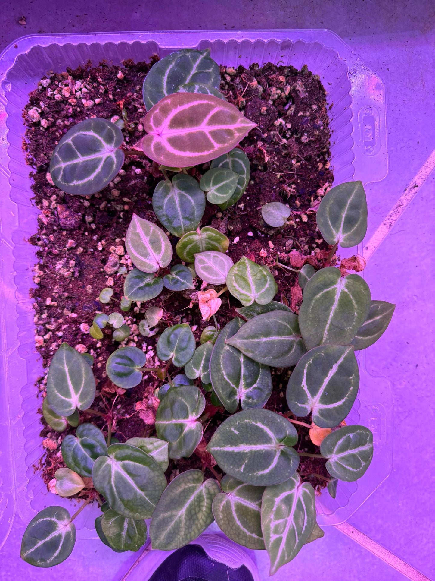 Anthurium Carlablackiae x Dorayaki S2 Seedlings