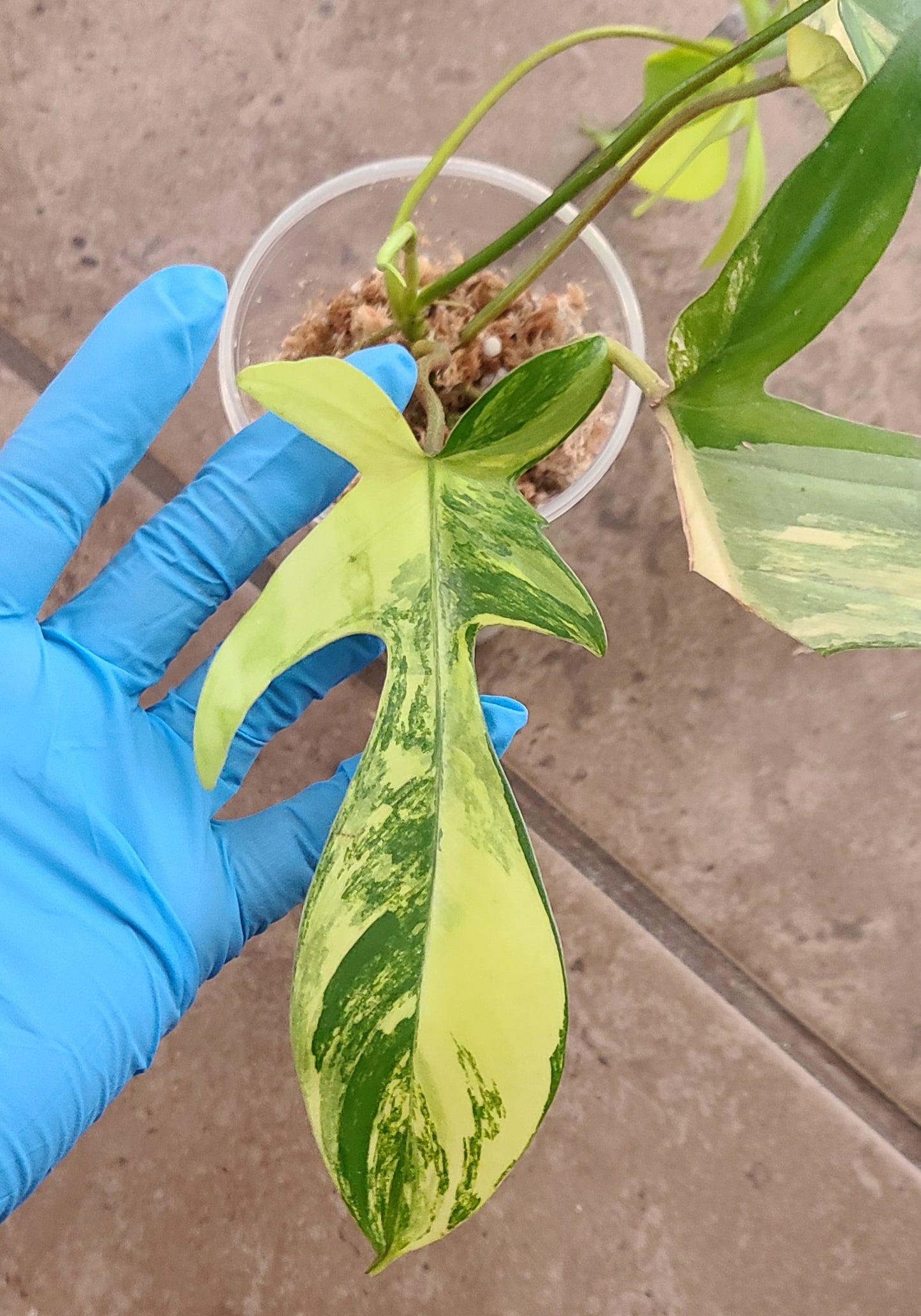 Philodendron Florida Beauty 102