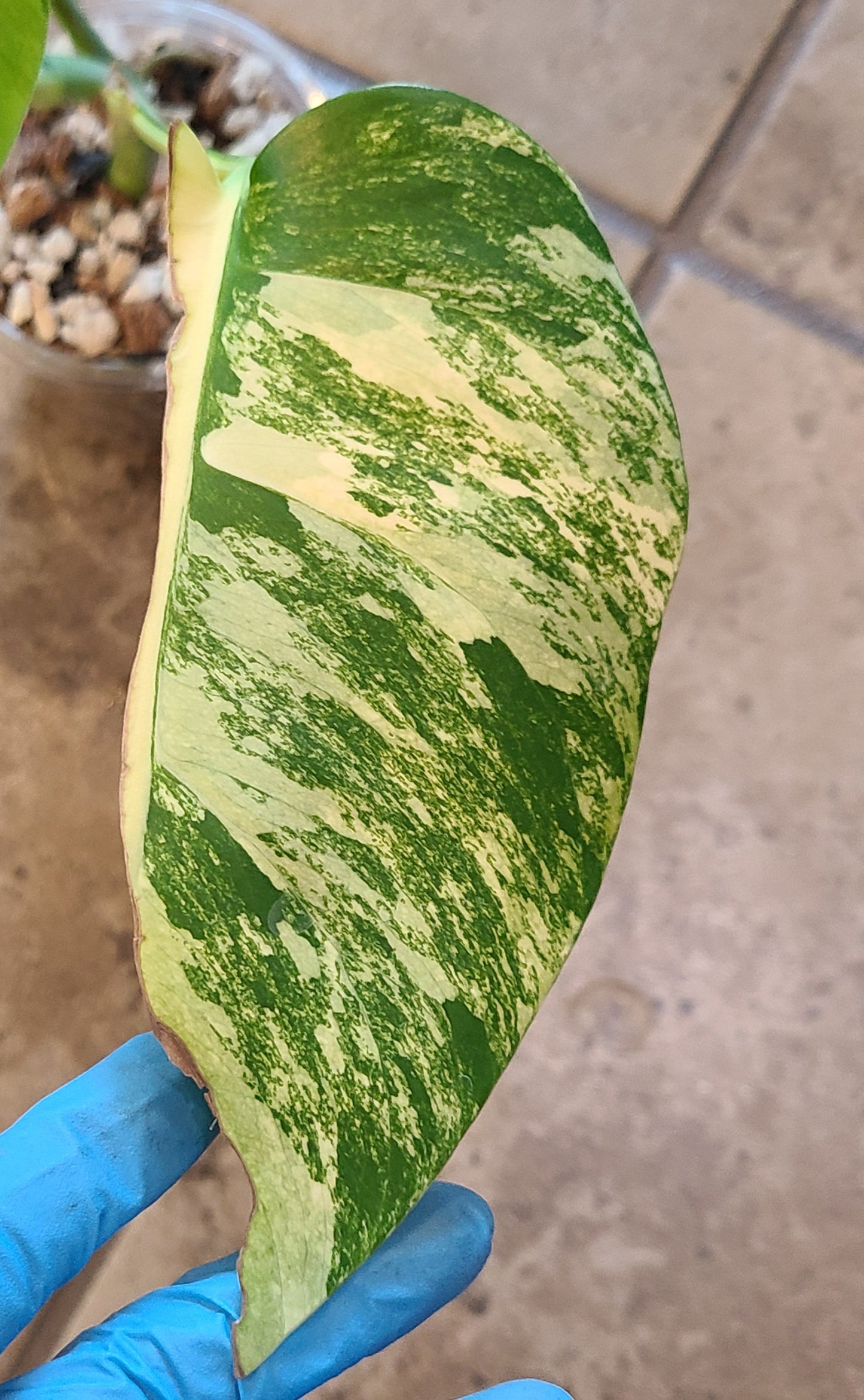 Monstera Aurea 101