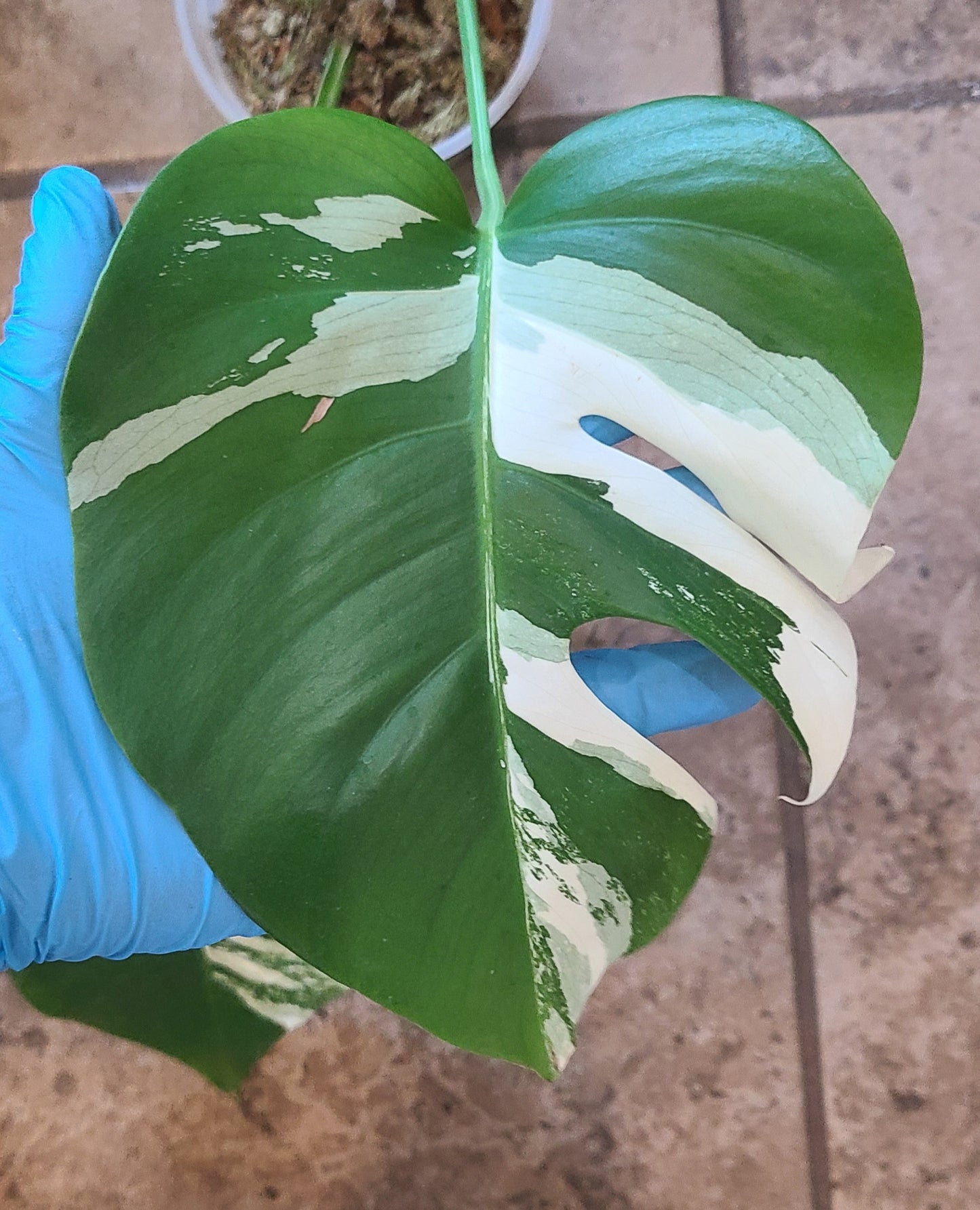 Monstera Albo 104