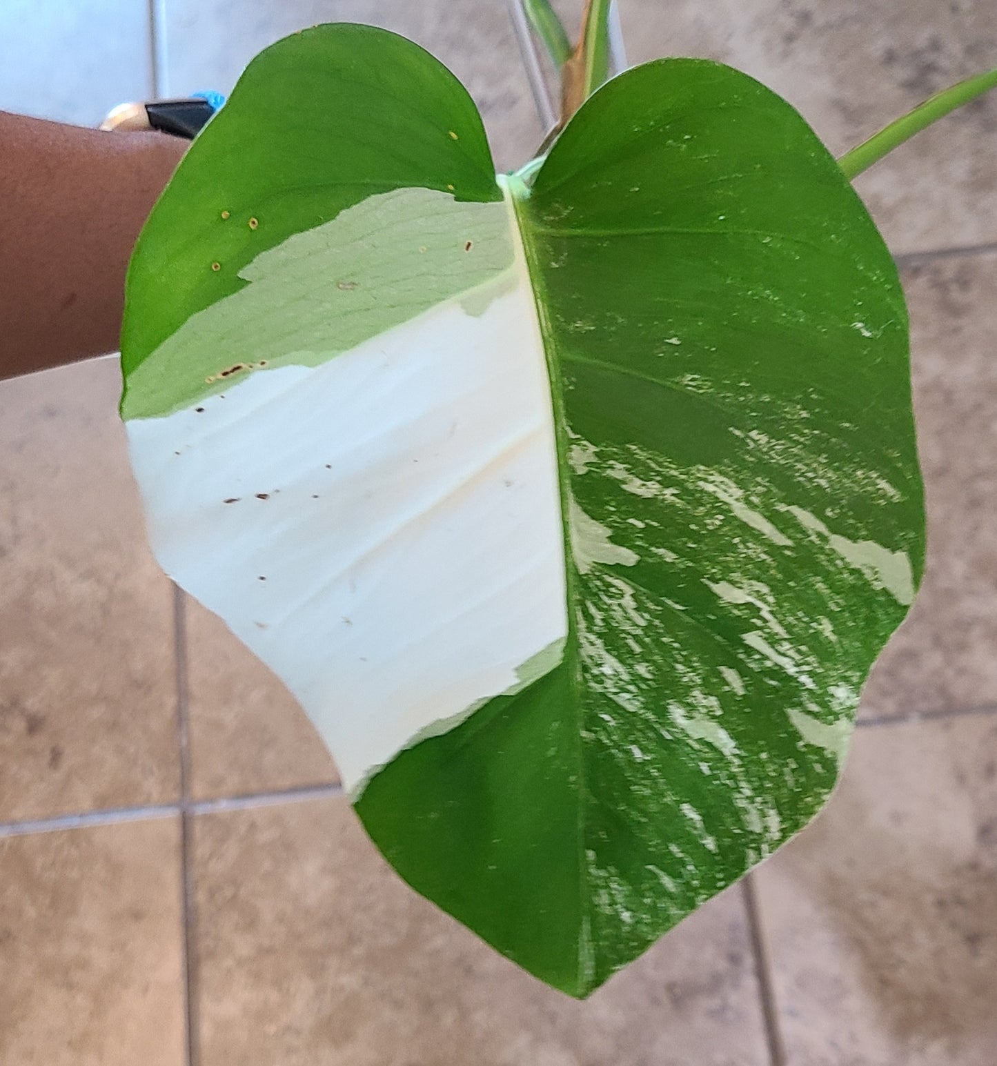 Monstera Albo 104