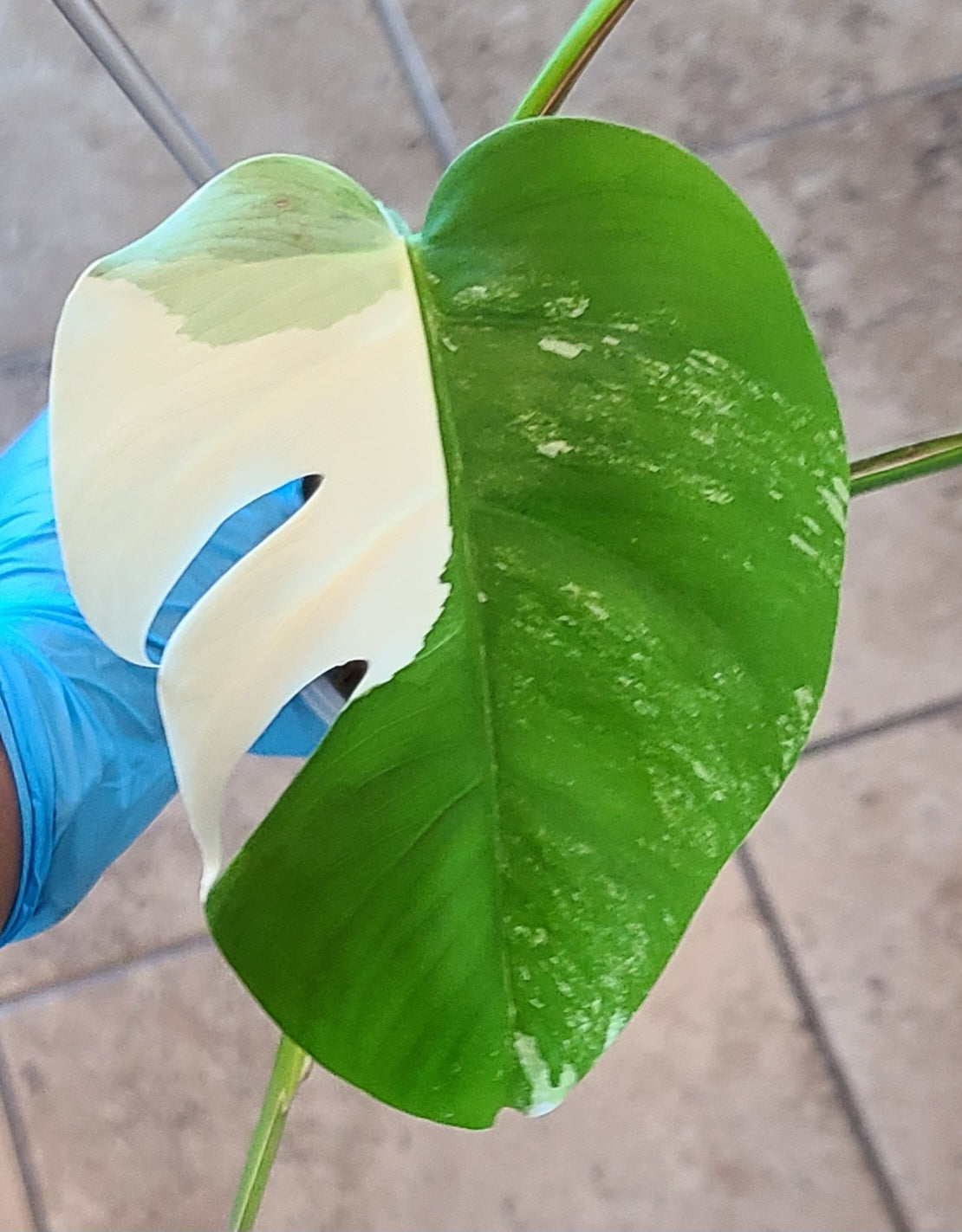 Monstera Albo 104