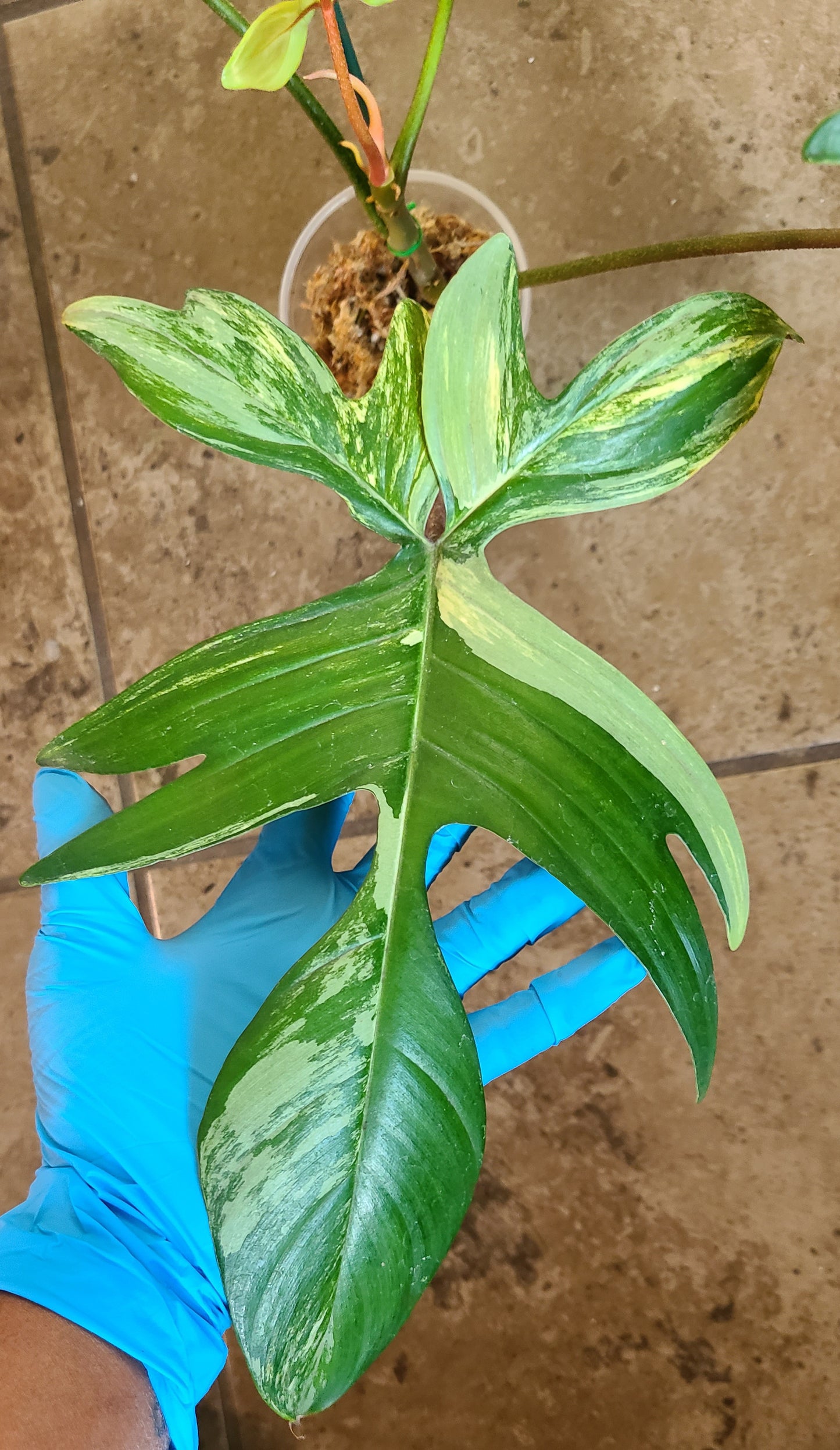 Philodendron Florida Beauty 103