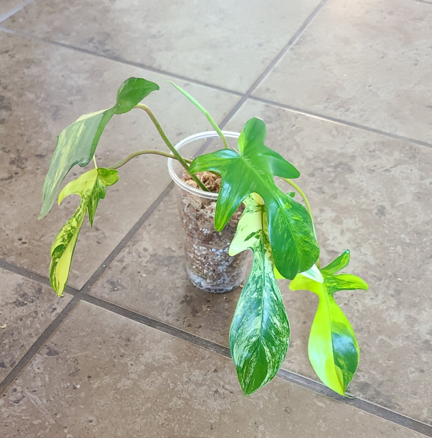 Philodendron Florida Beauty 102