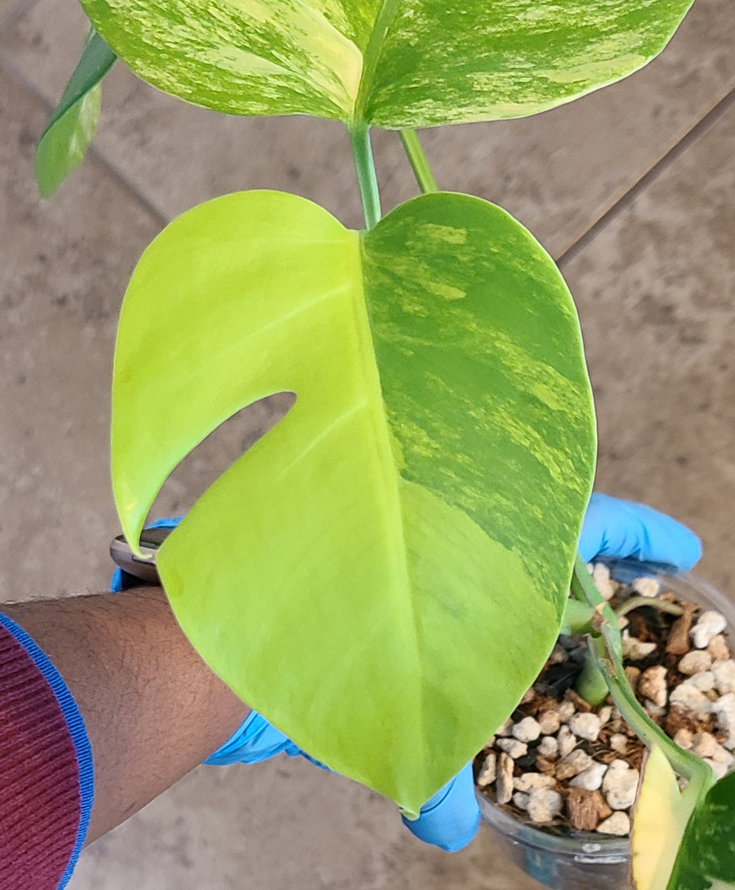 Monstera Aurea 101