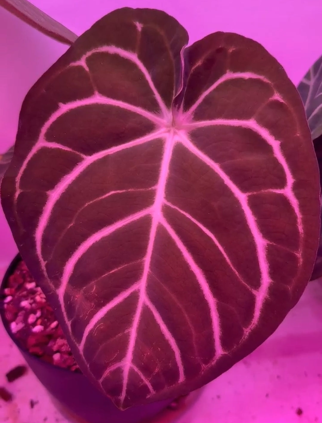 Anthurium Carlablackiae x Dorayaki S2 Seedlings