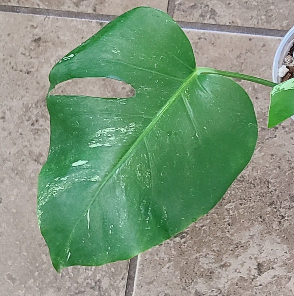 Monstera Albo 102
