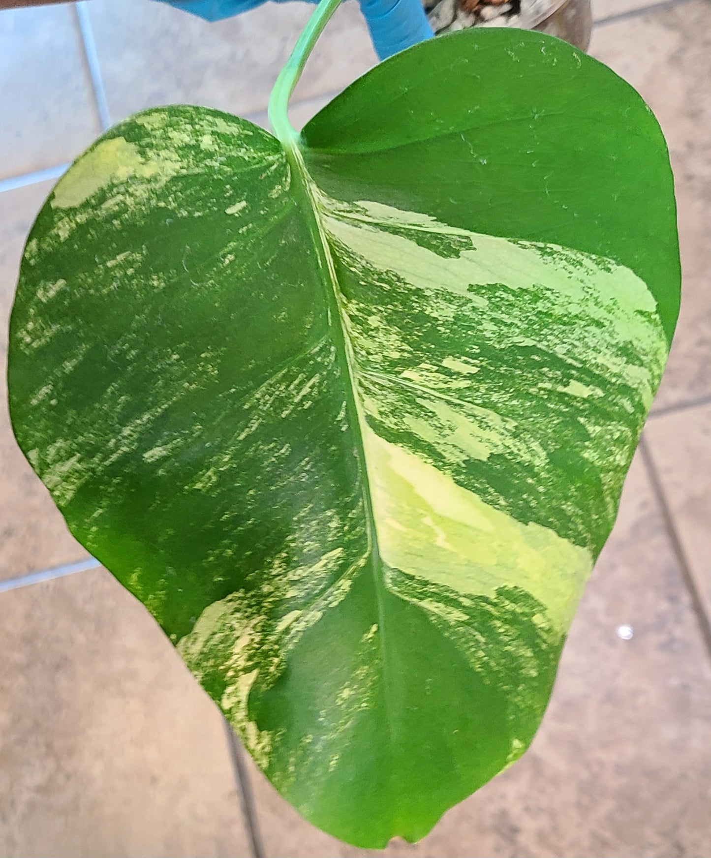 Monstera Aurea 101
