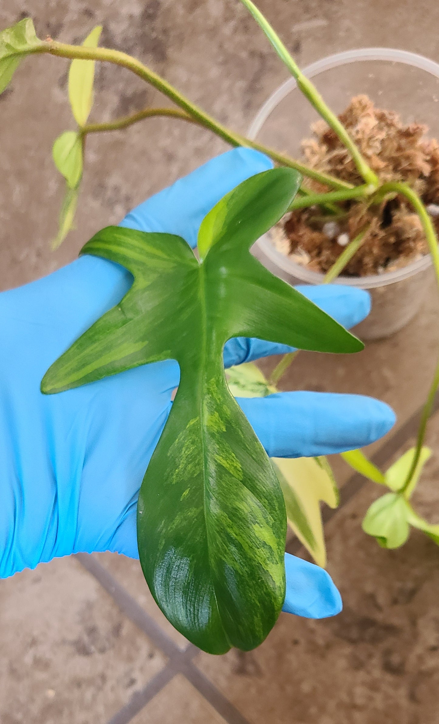 Philodendron Florida Beauty 102