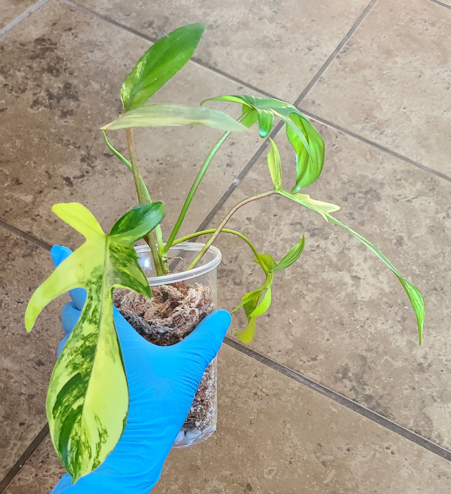 Philodendron Florida Beauty 102