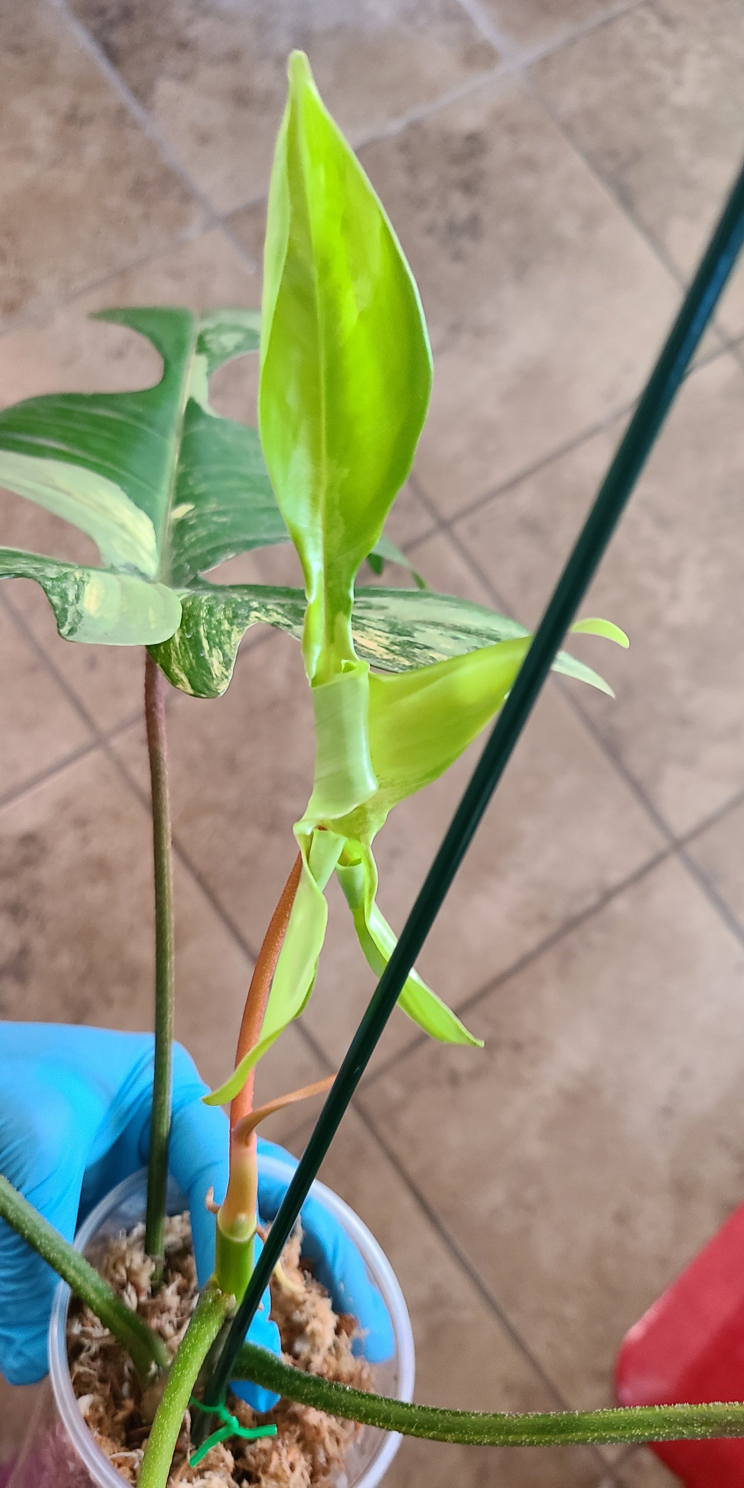 Philodendron Florida Beauty 103