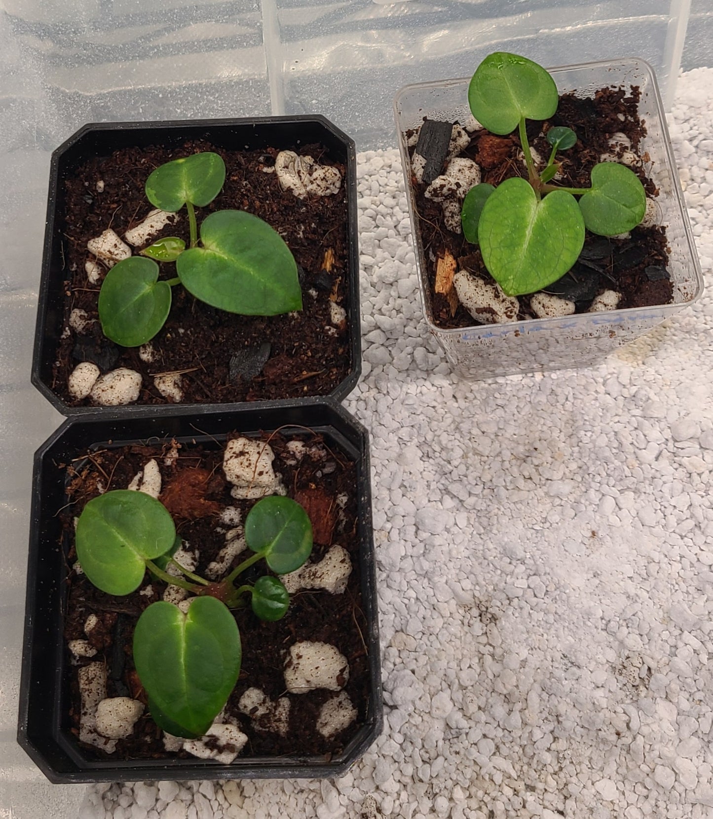 Anthurium Carlablackiae x Dorayaki S2 Seedlings