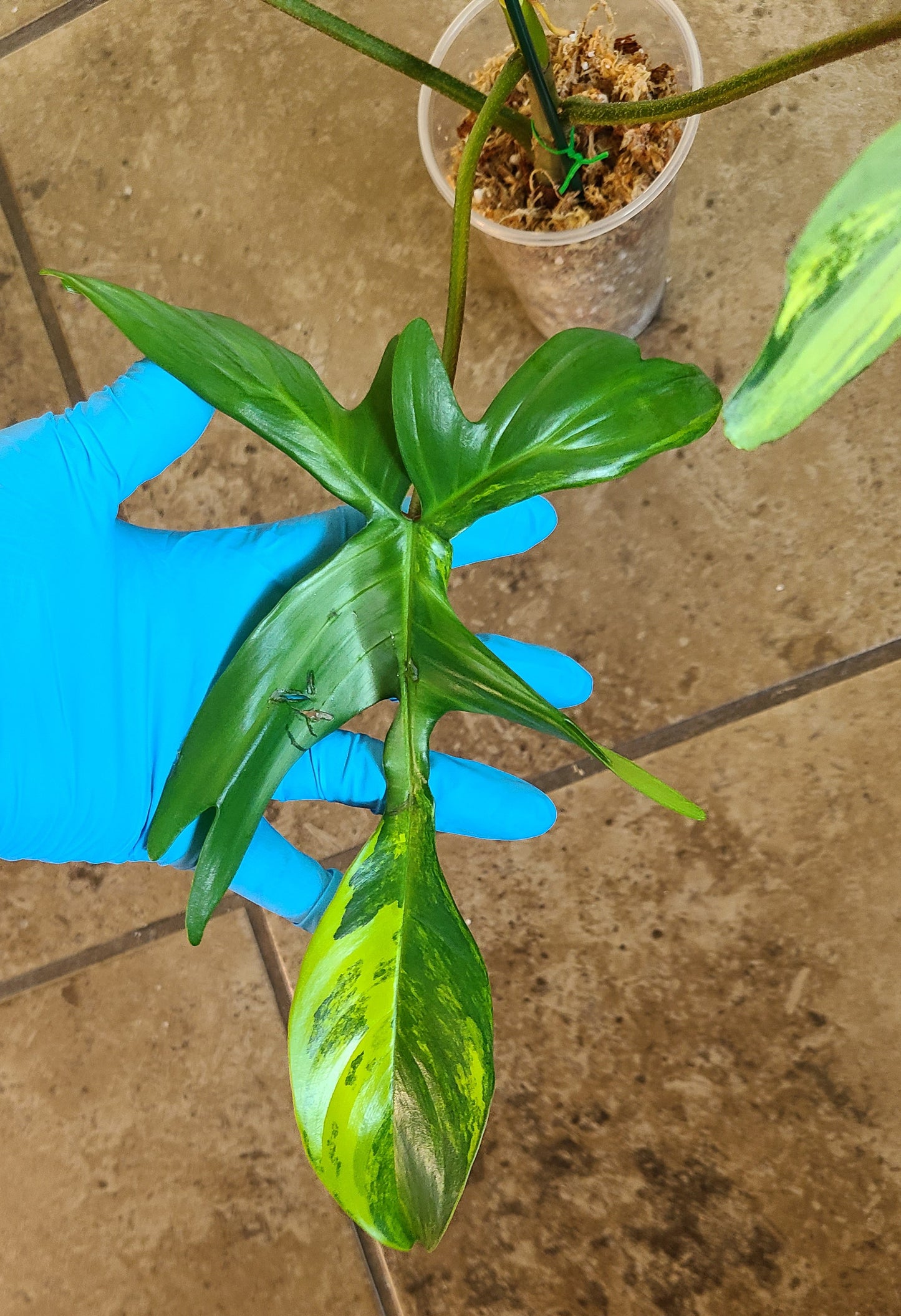 Philodendron Florida Beauty 103