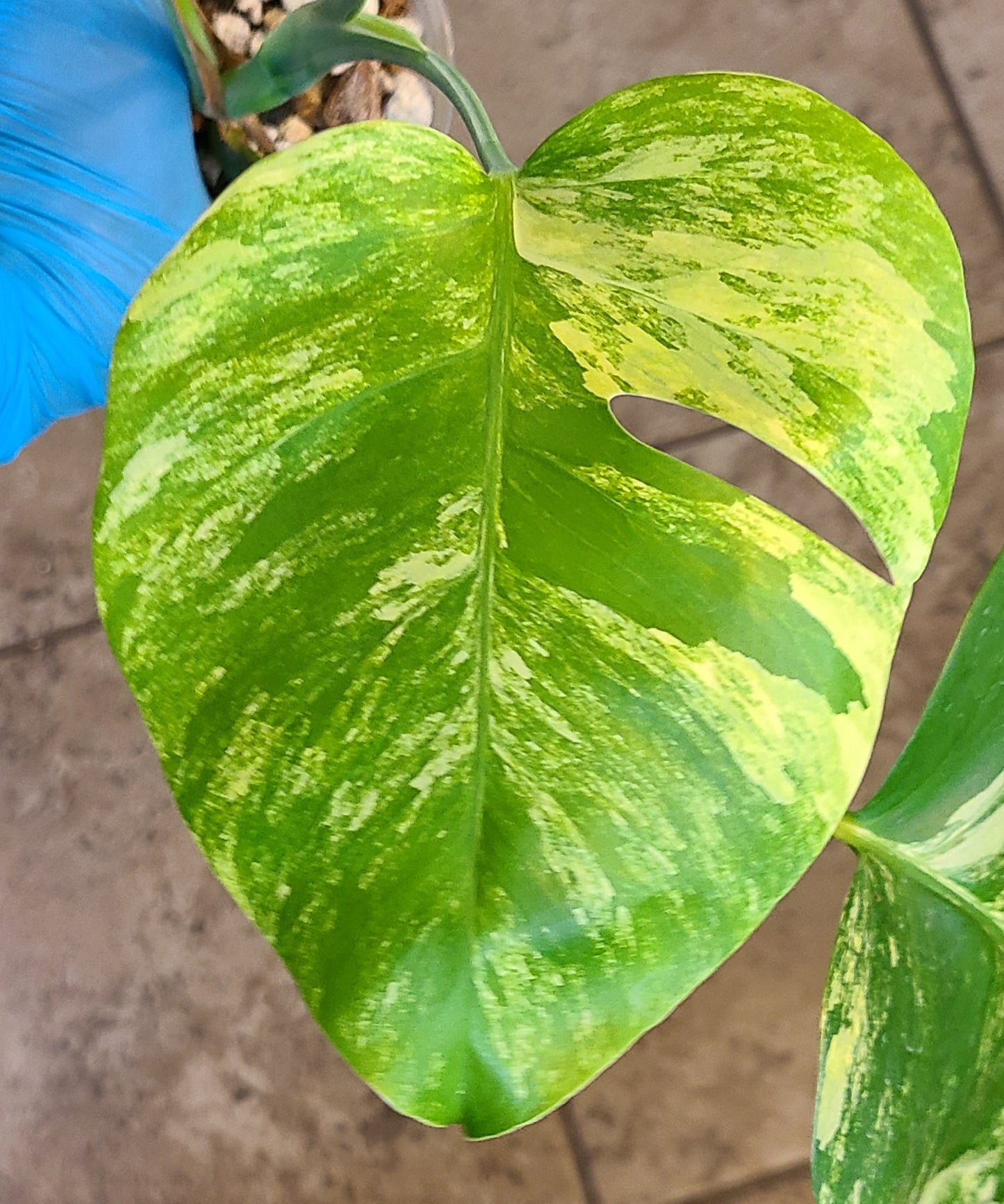 Monstera Aurea 101