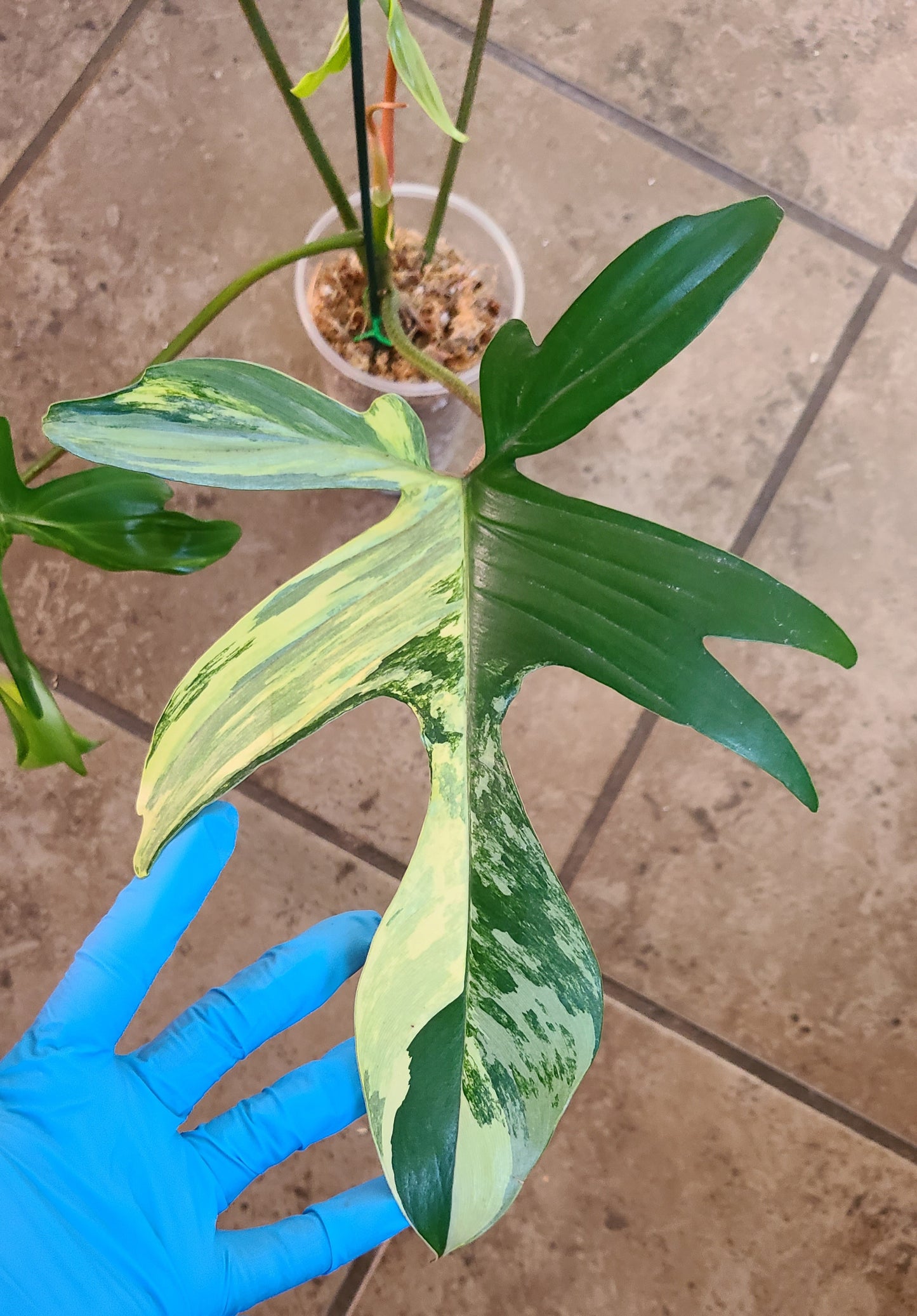 Philodendron Florida Beauty 103