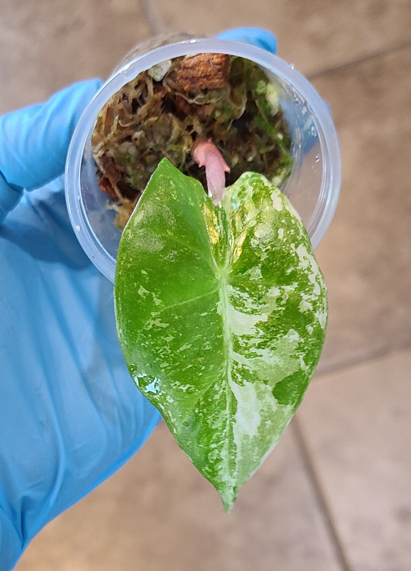 Albo Alocasia Pink Dragon