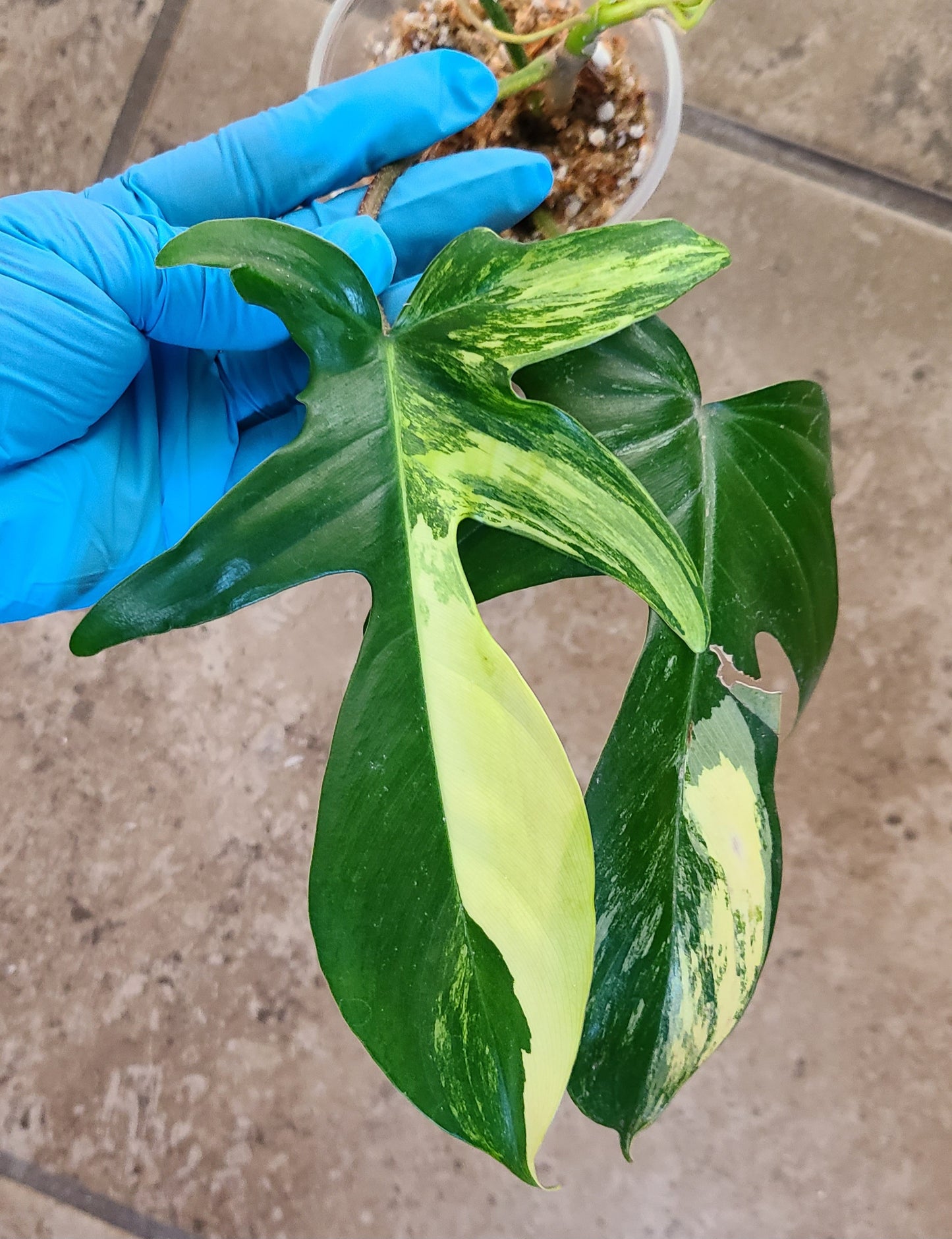 Philodendron Florida Beauty 101