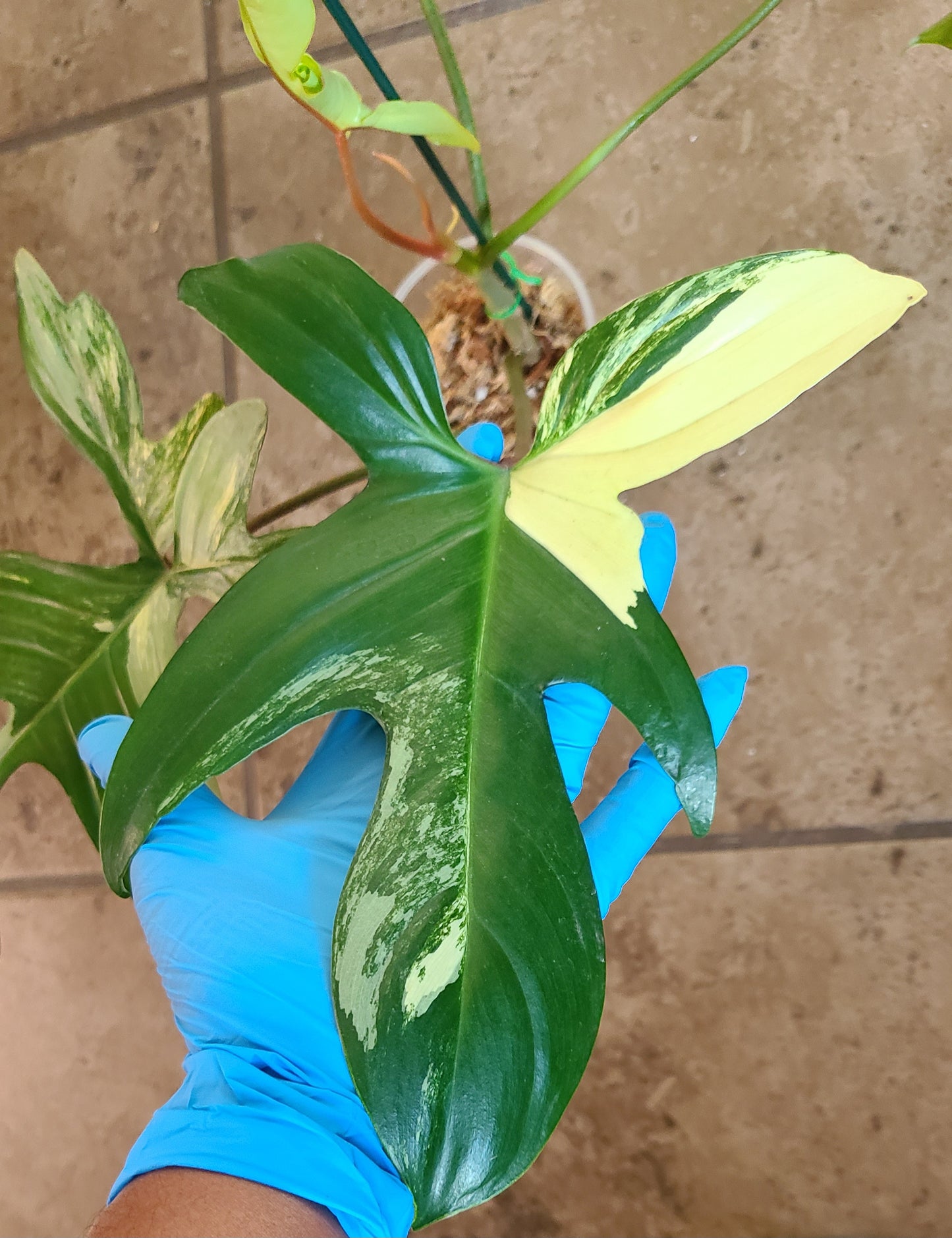 Philodendron Florida Beauty 103