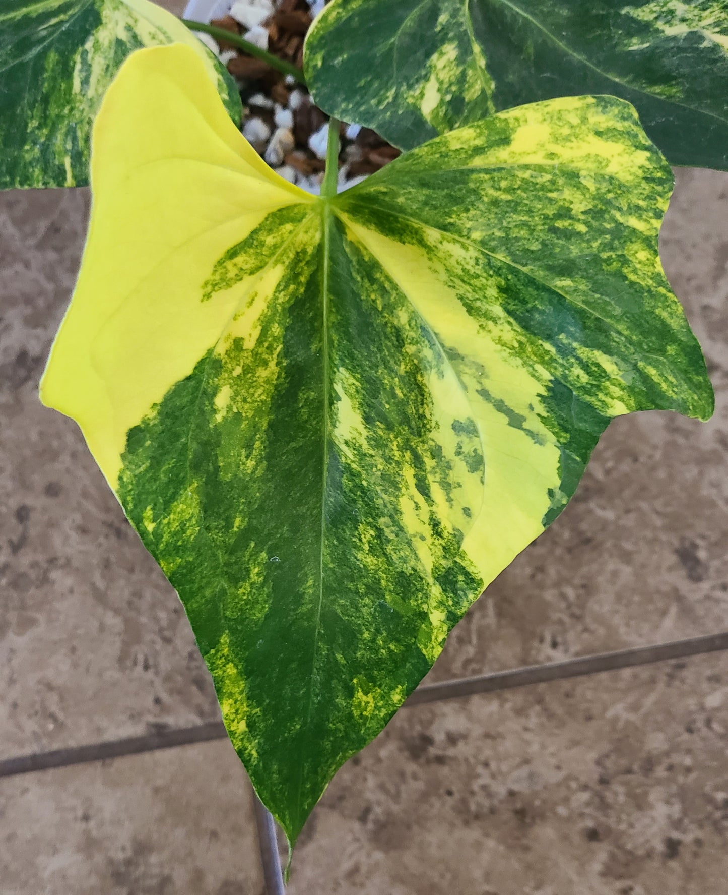 Variegated Anthurium Pterodactyl