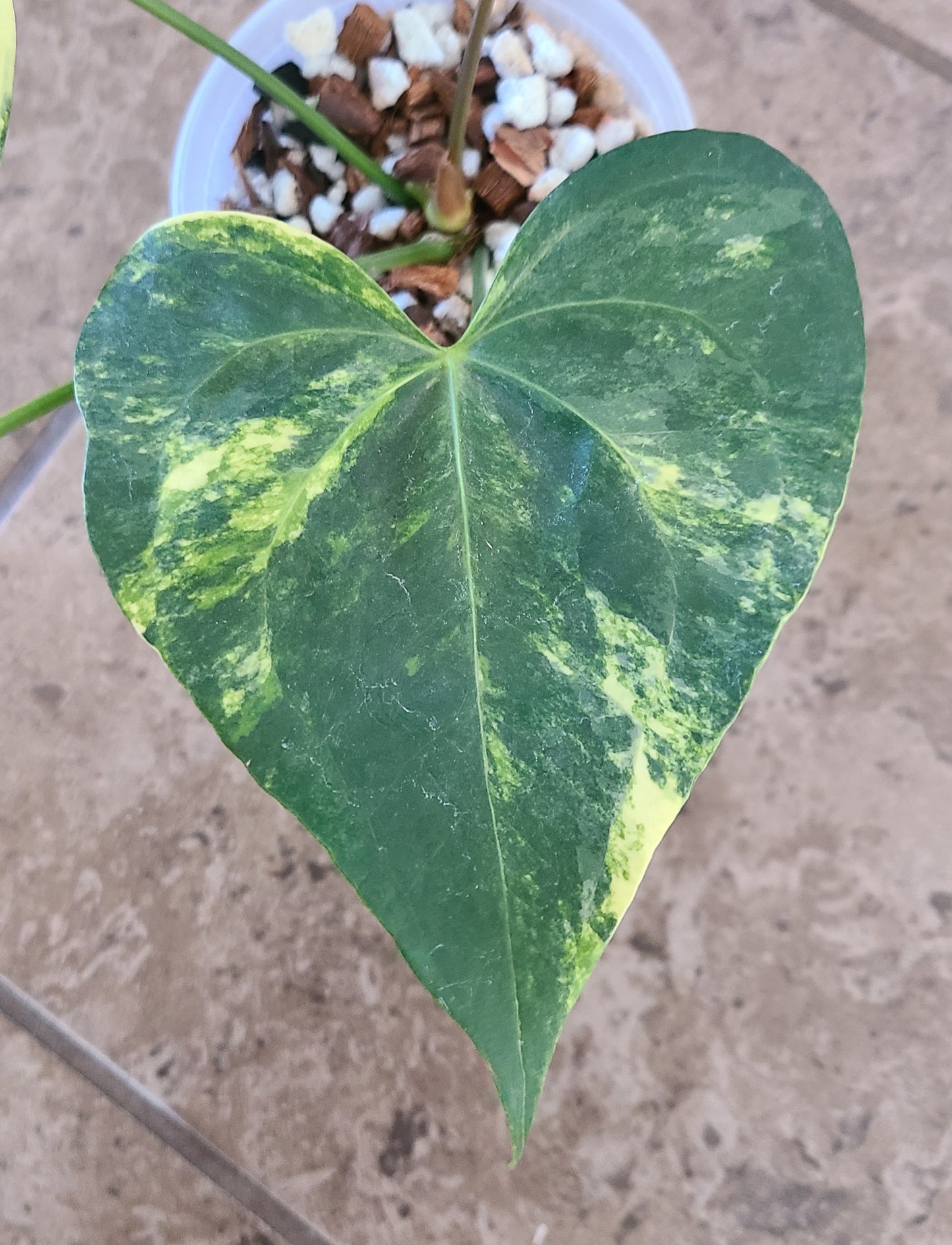 Variegated Anthurium Pterodactyl