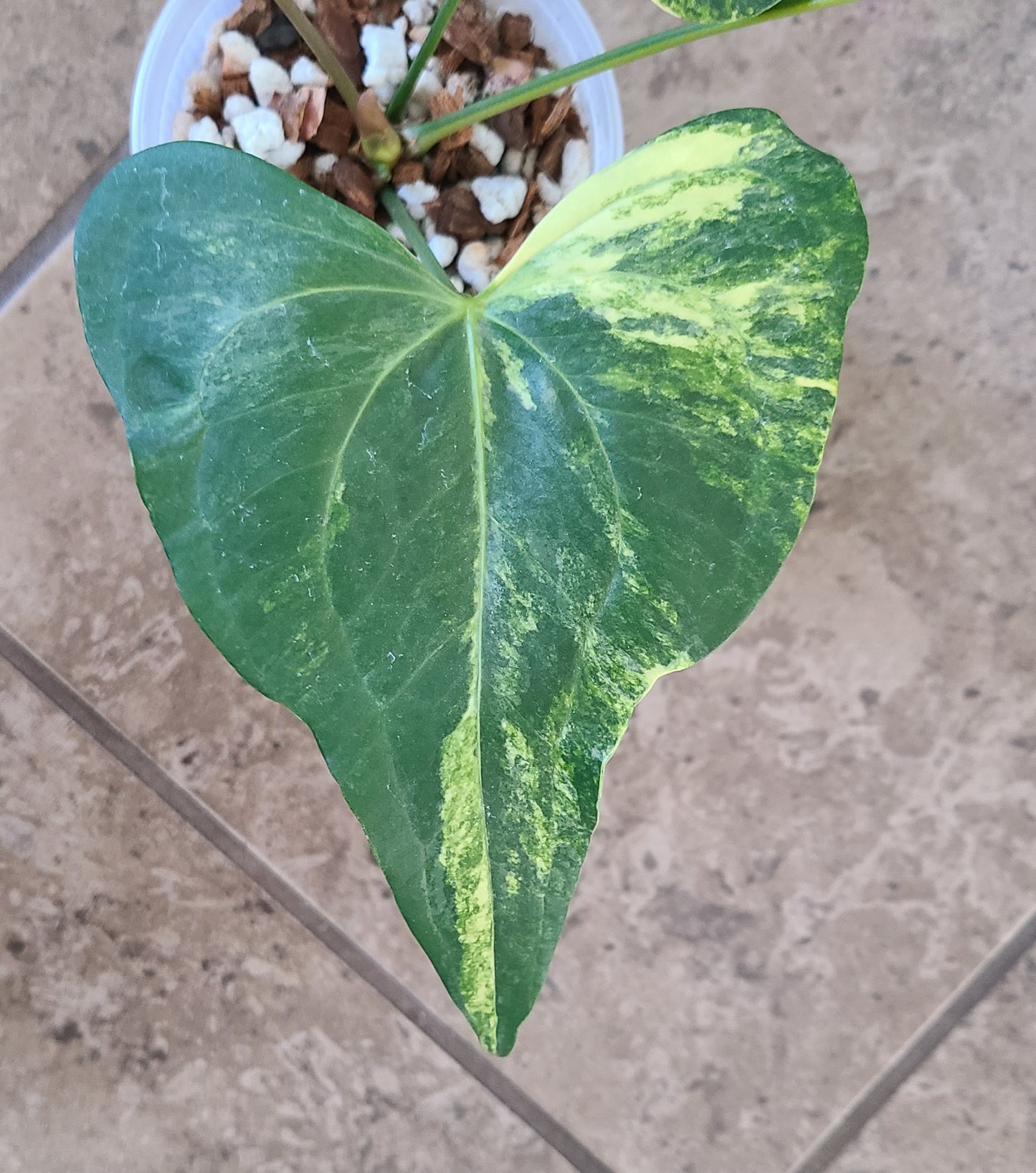 Variegated Anthurium Pterodactyl