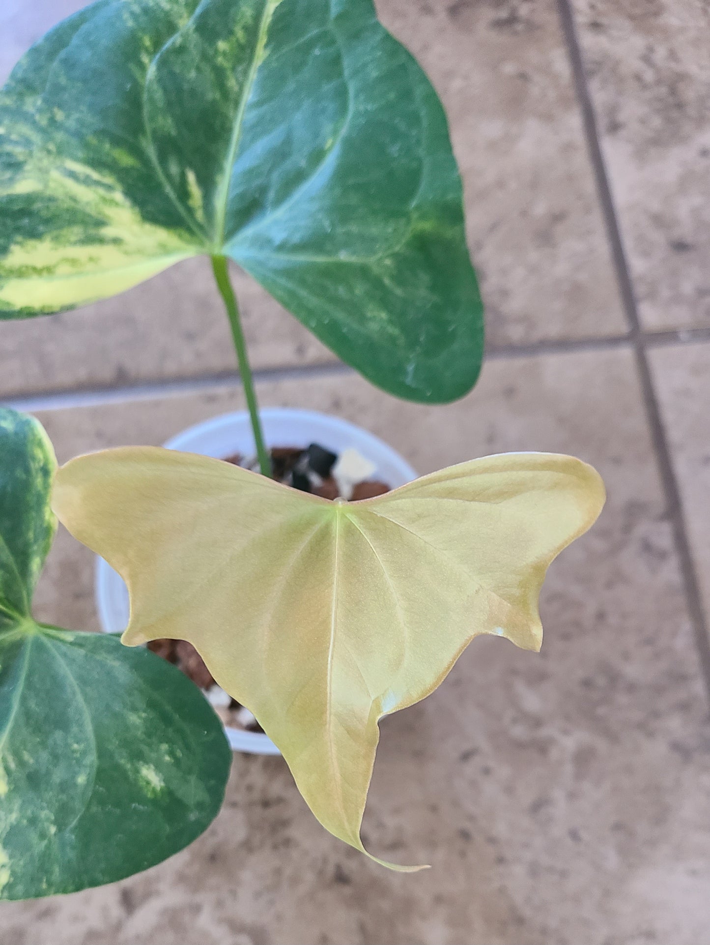 Variegated Anthurium Pterodactyl