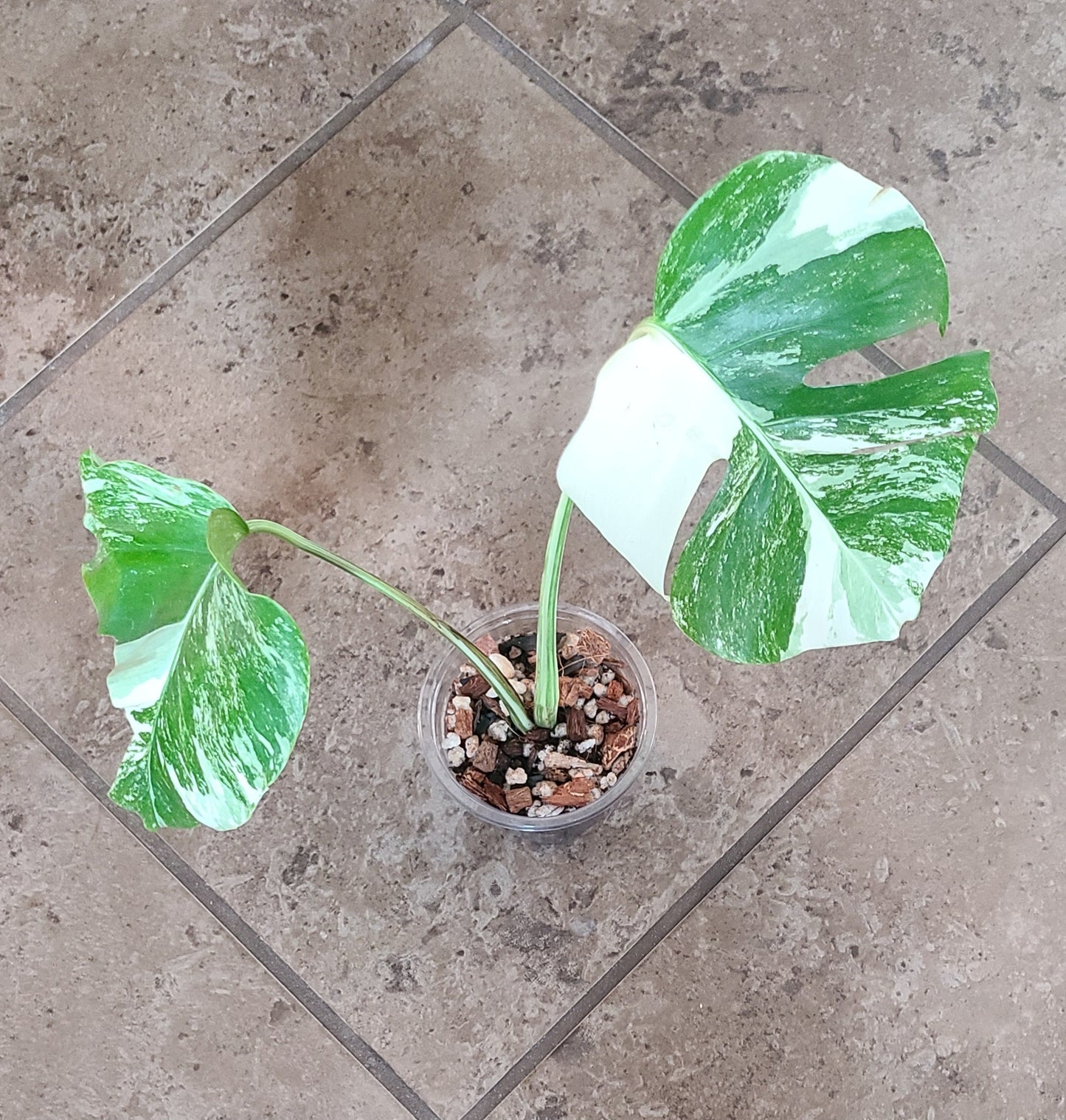 Monstera Albo 101