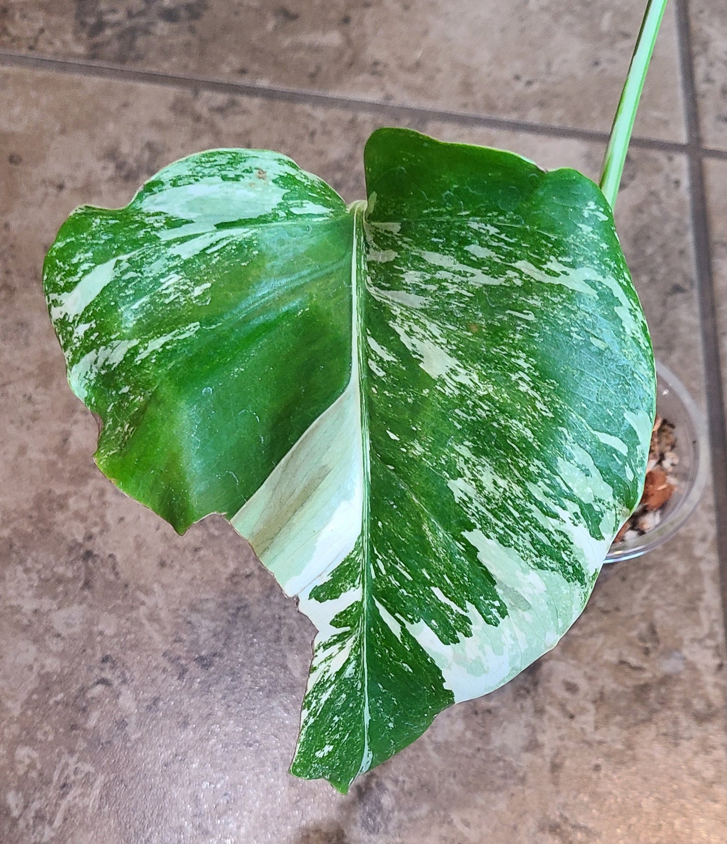 Monstera Albo 101