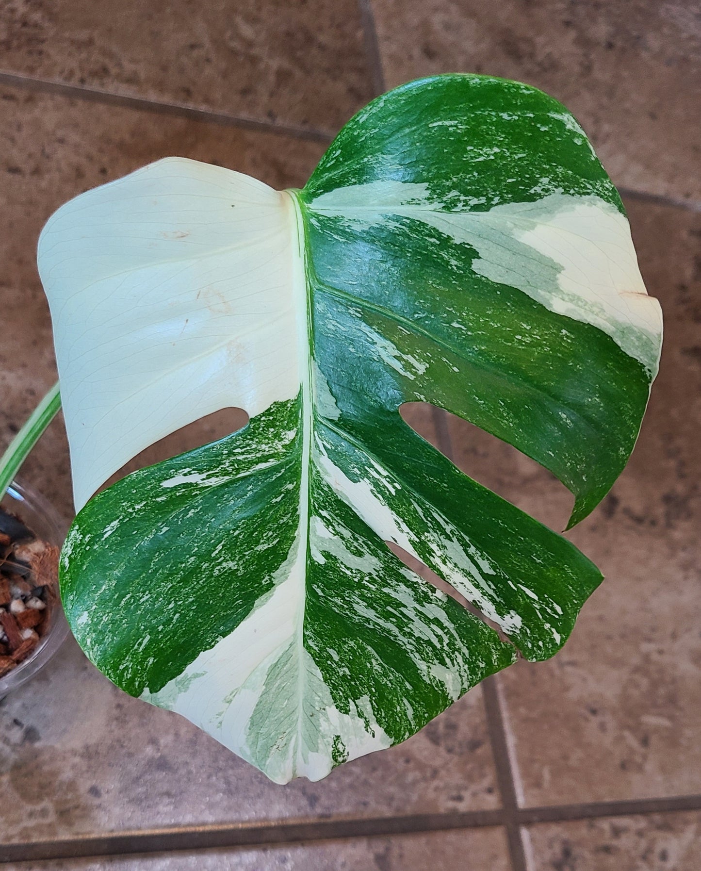 Monstera Albo 101