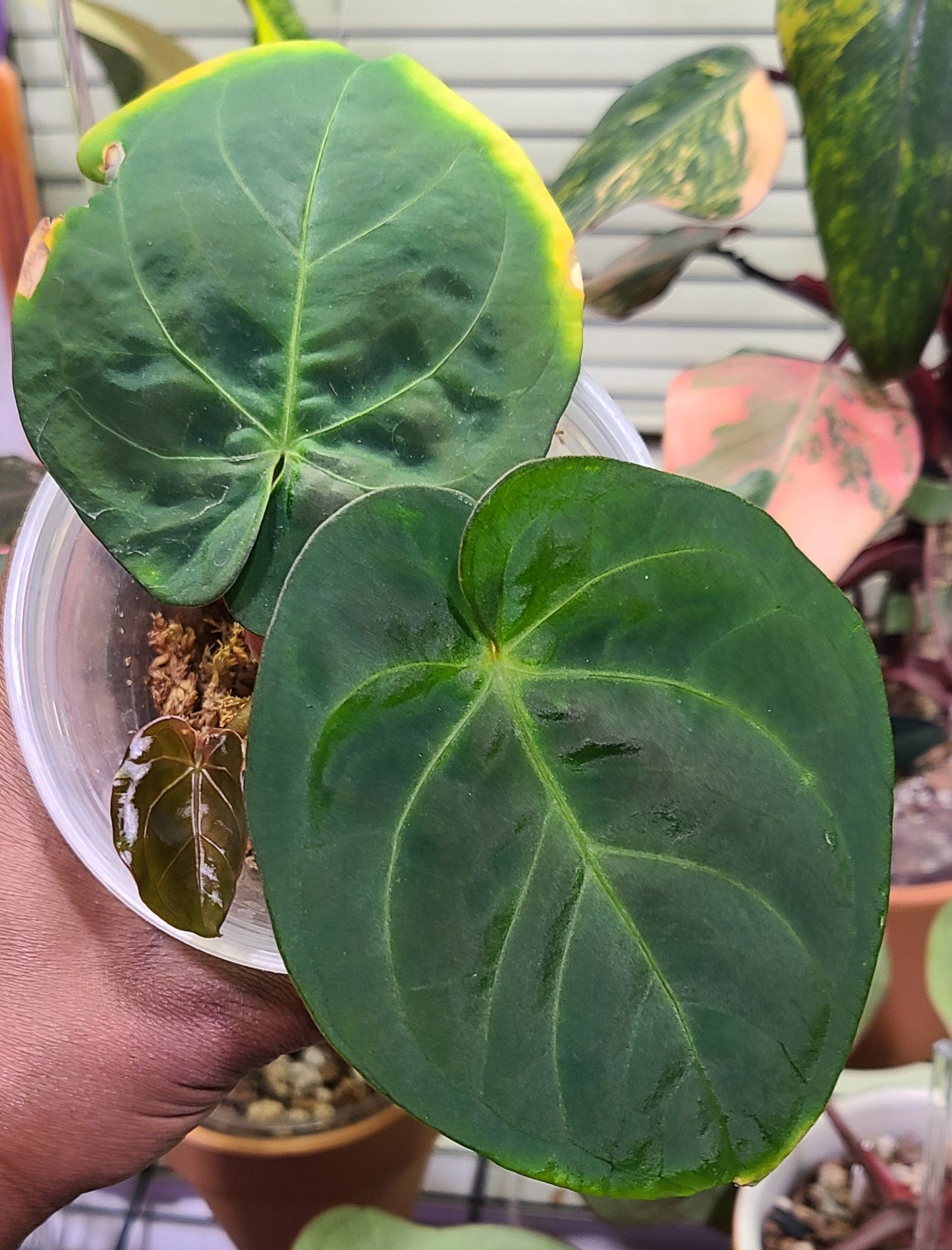 Anthurium Indo Dressleri