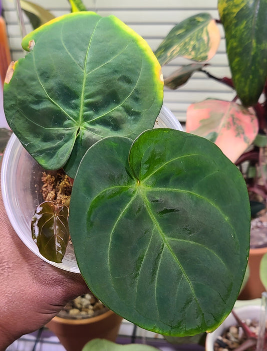 Anthurium Indo Dressleri