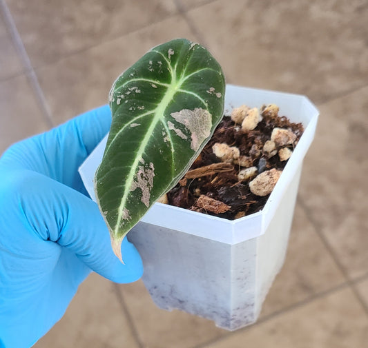 Alocasia Pink Black Velvet