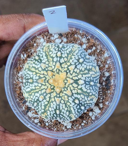 2 - Astrophytum Asterias Super Kabuto V-Type