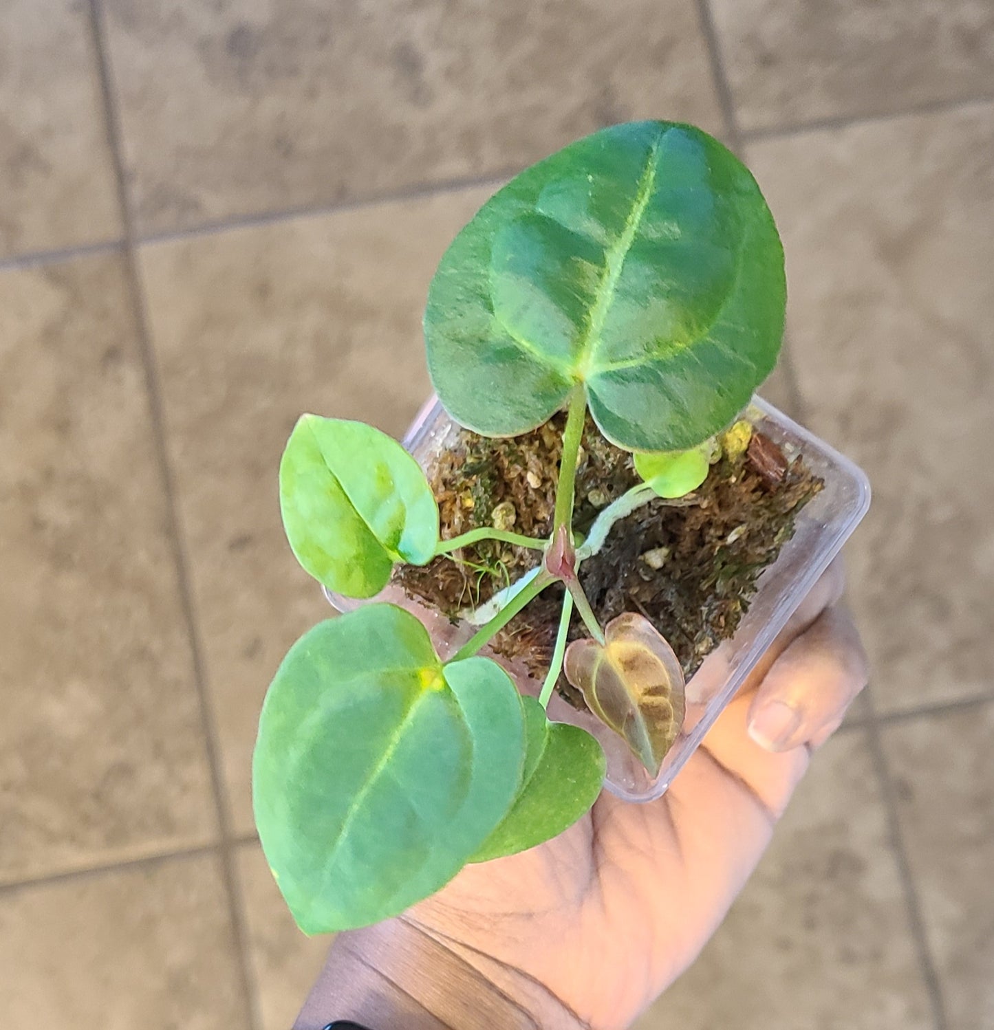 Anthurium Papillilaminum x Tezula Dark Ace of Spades