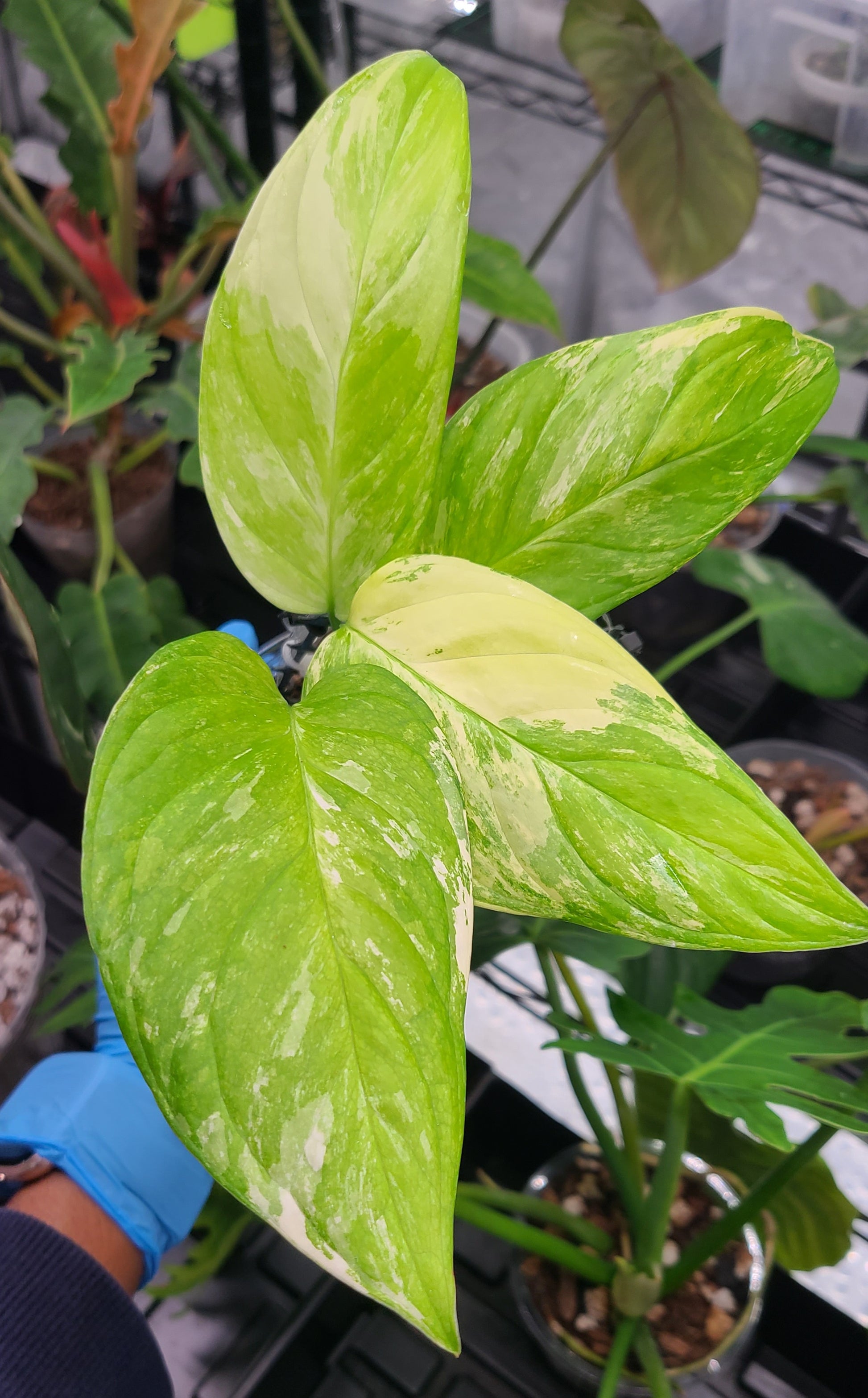 monstera obliqua variegated Monstera Obliqua Mayuna Variegated – Prop in a Box