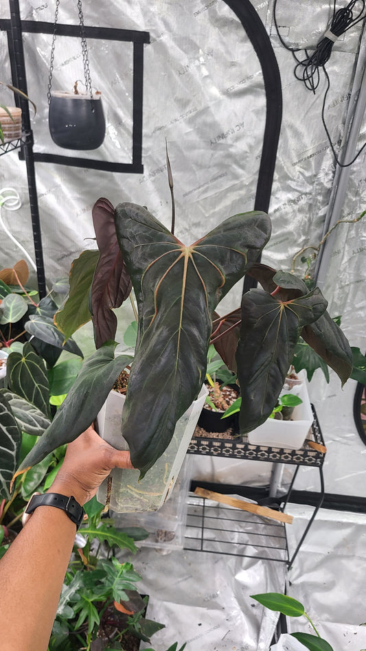 Anthurium JV RLFS F2