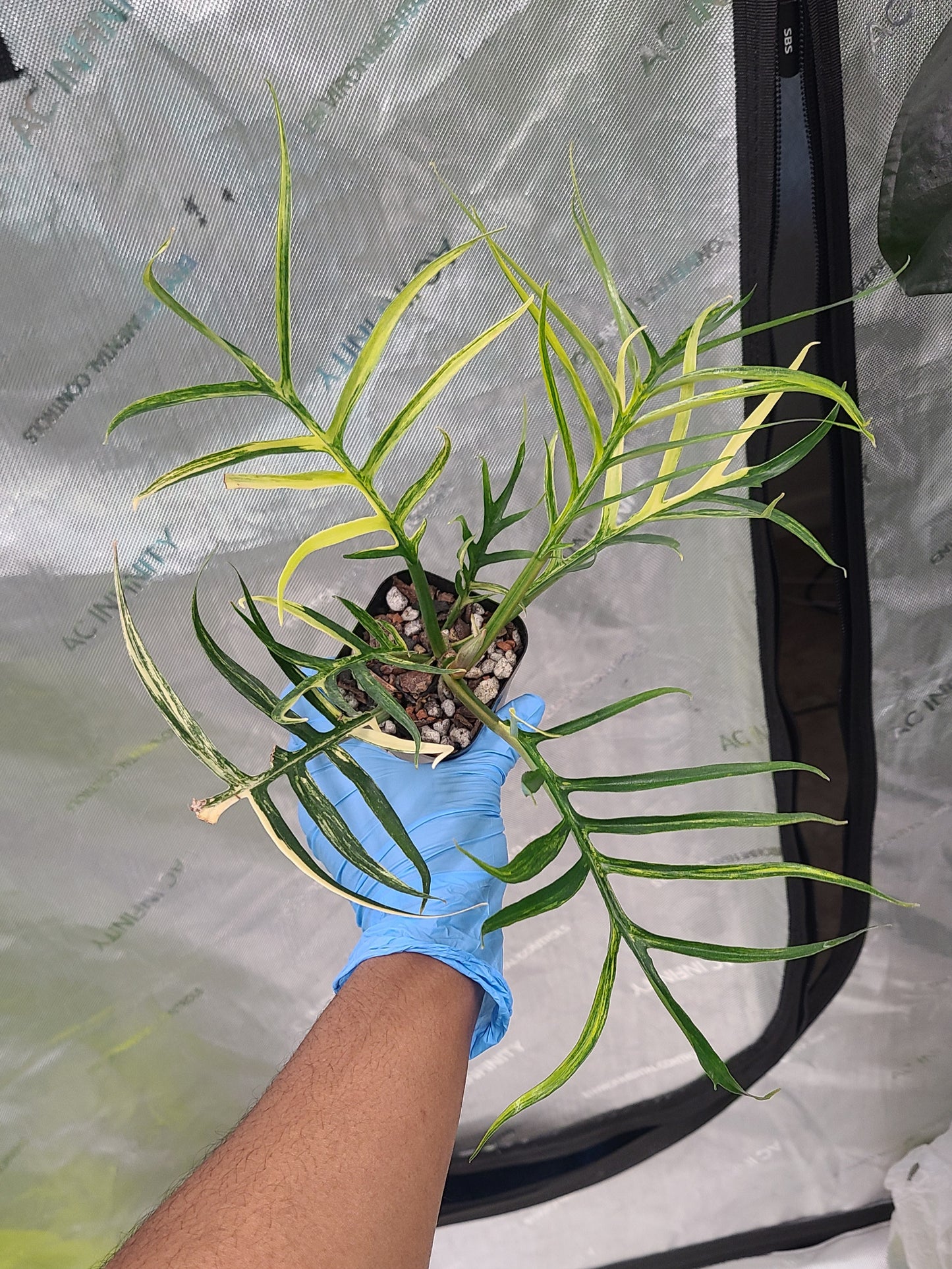 Variegated Philodendron Tortum