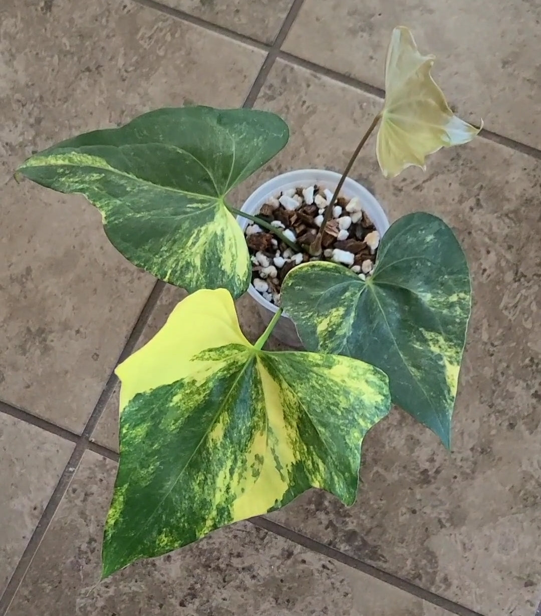 Variegated Anthurium Pterodactyl