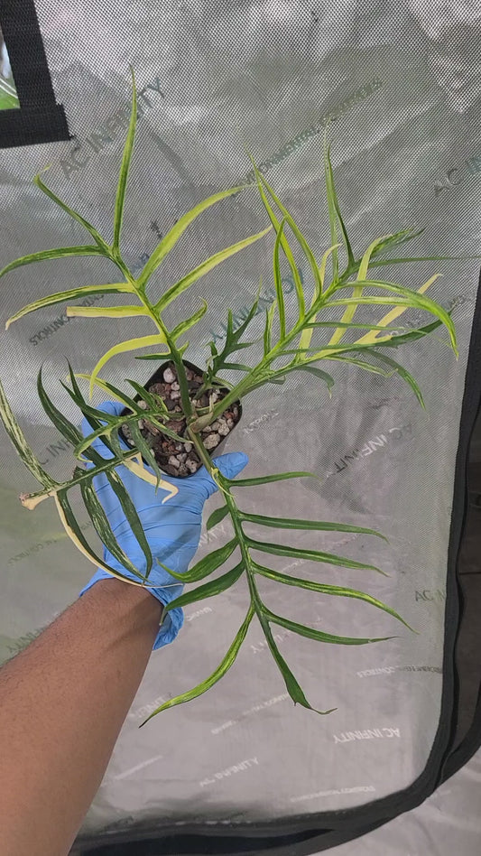 Variegated Philodendron Tortum