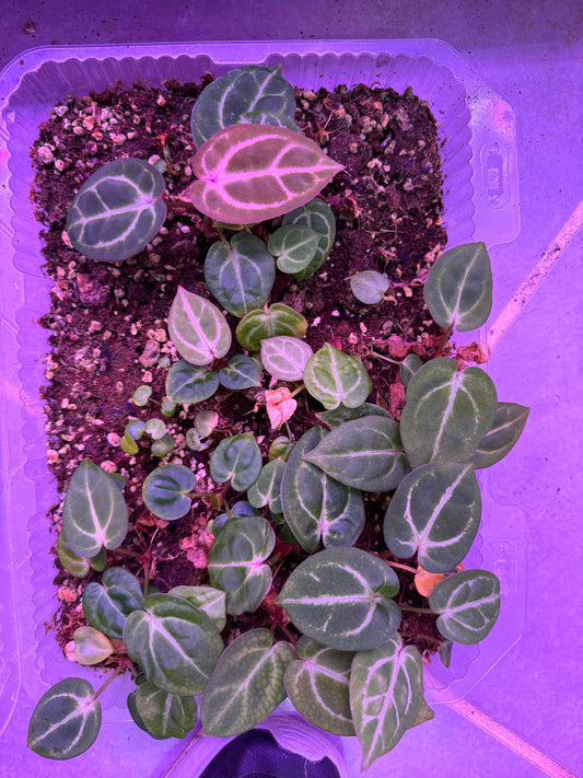 Anthurium Carlablackiae x Dorayaki F2 Seedlings