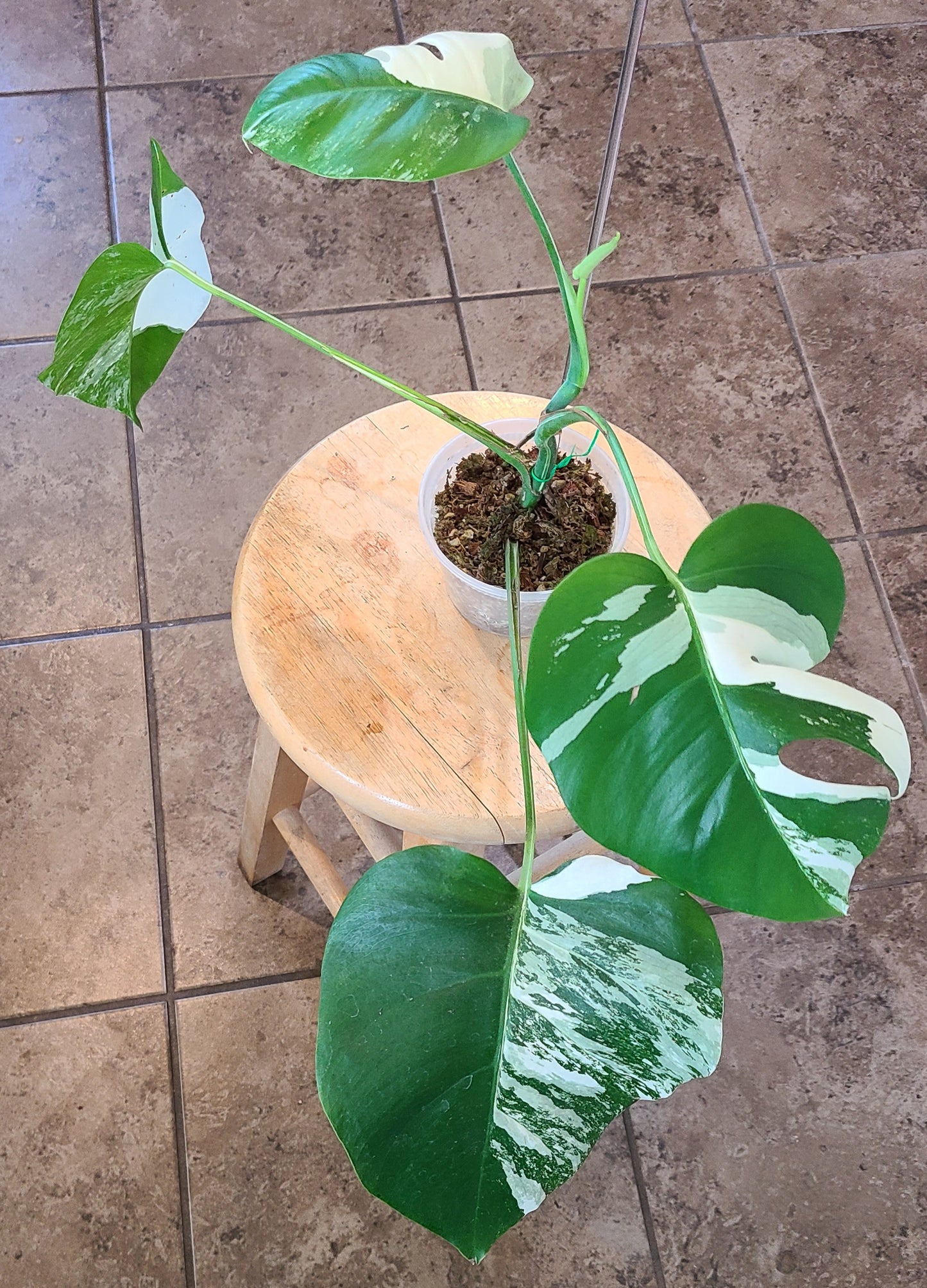 Monstera Albo 104