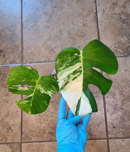 Monstera Albo 103