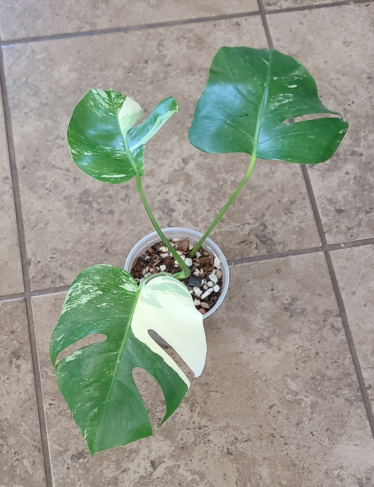 Monstera Albo 102