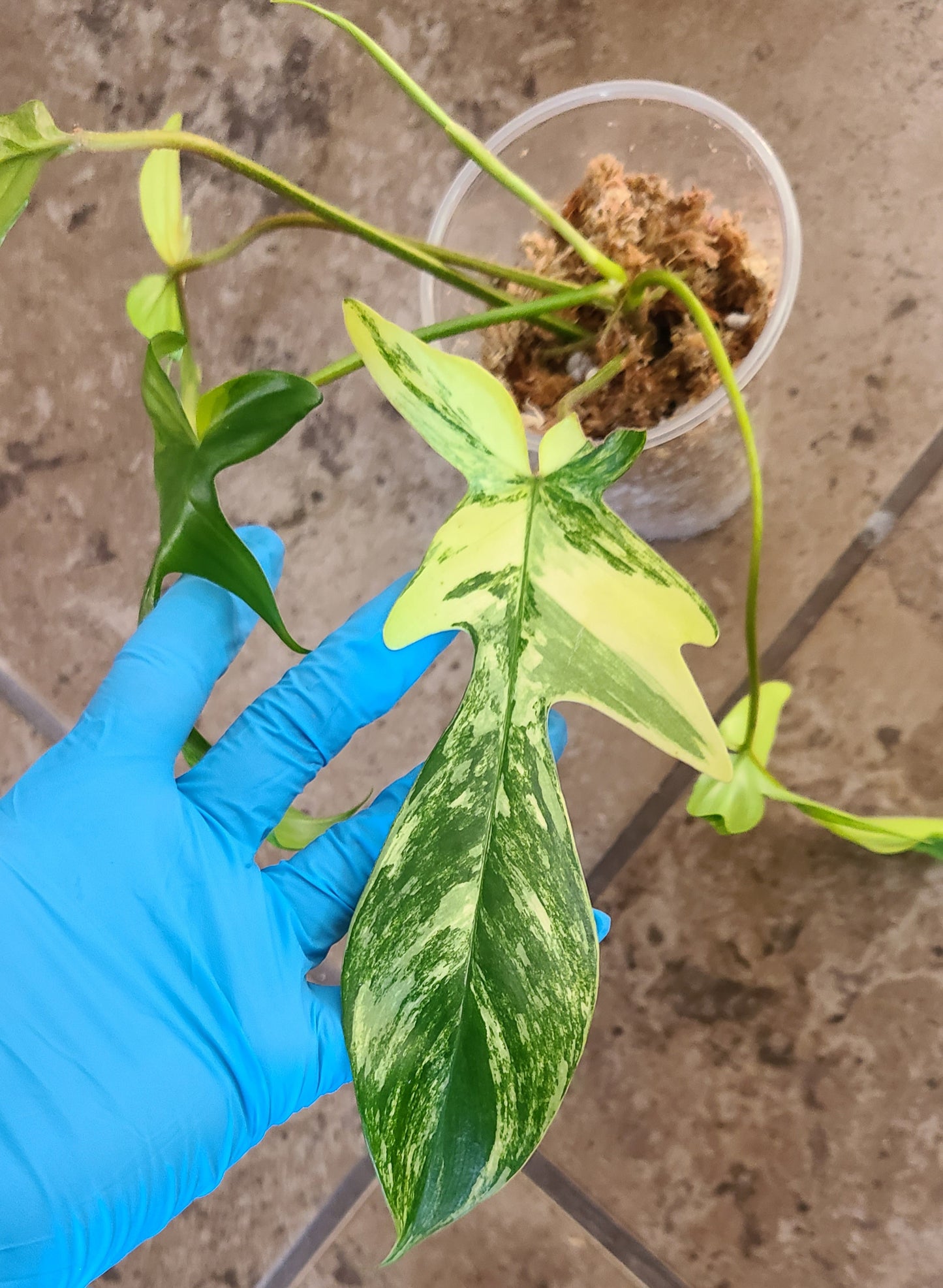 Philodendron Florida Beauty 102