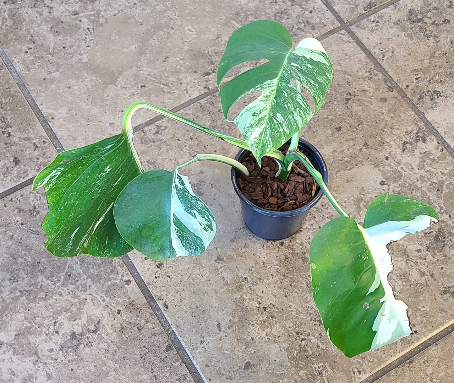 Monstera Albo 105