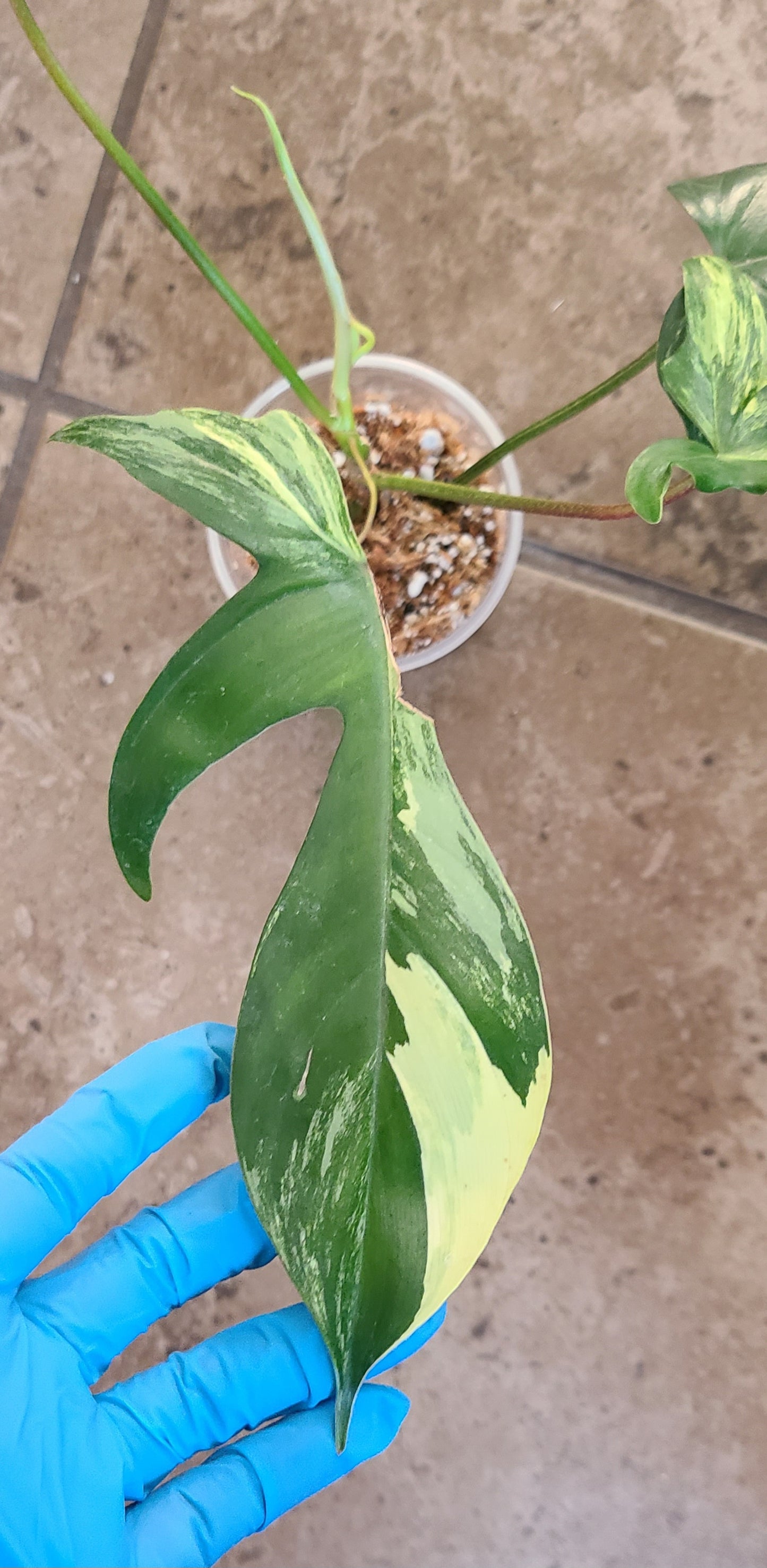 Philodendron Florida Beauty 101