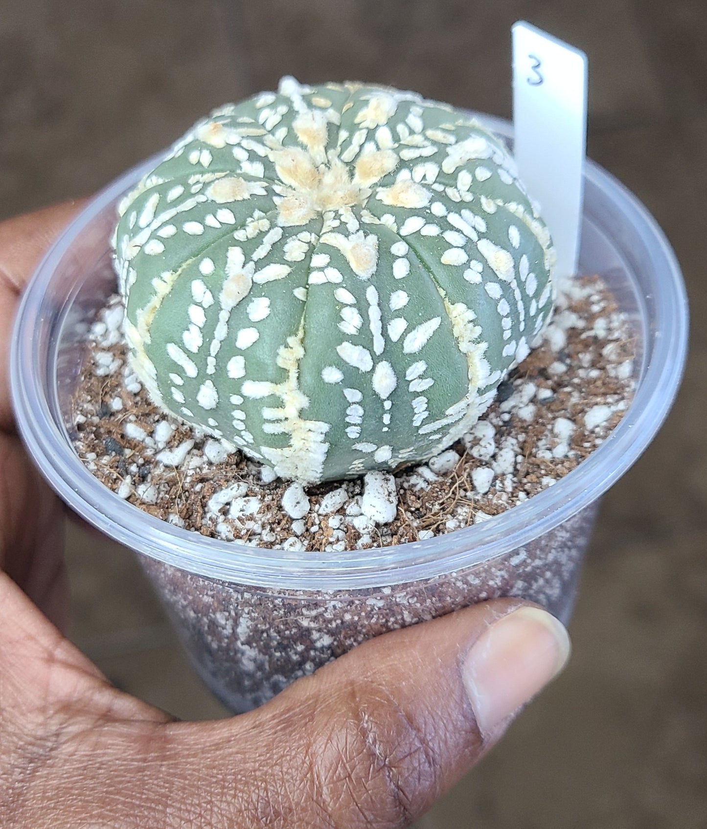 4 - Astrophytum Asterias Super Kabuto V-Type